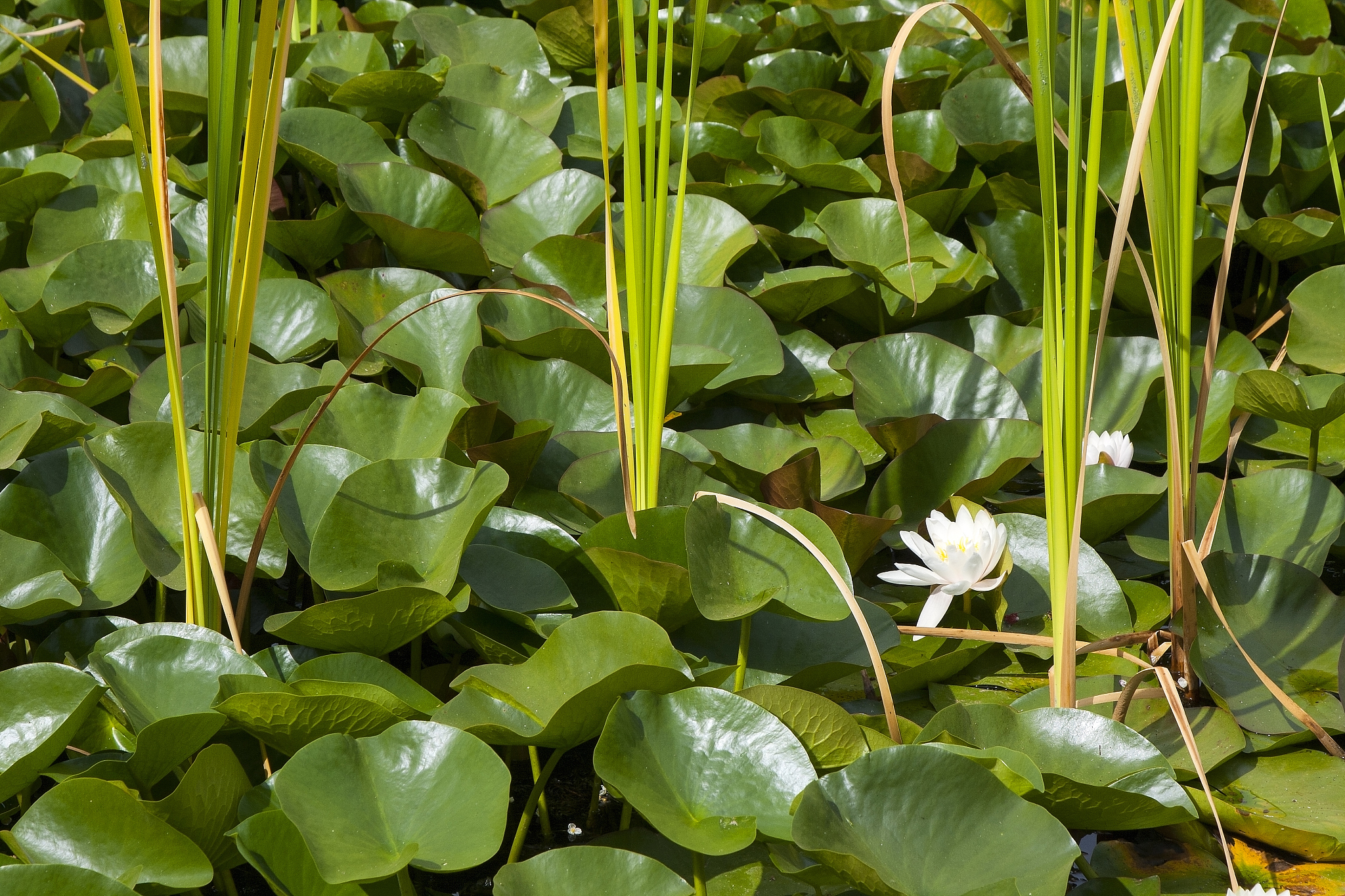 树竹草连根除为什么不伤莲藕帮我用210字详细描述