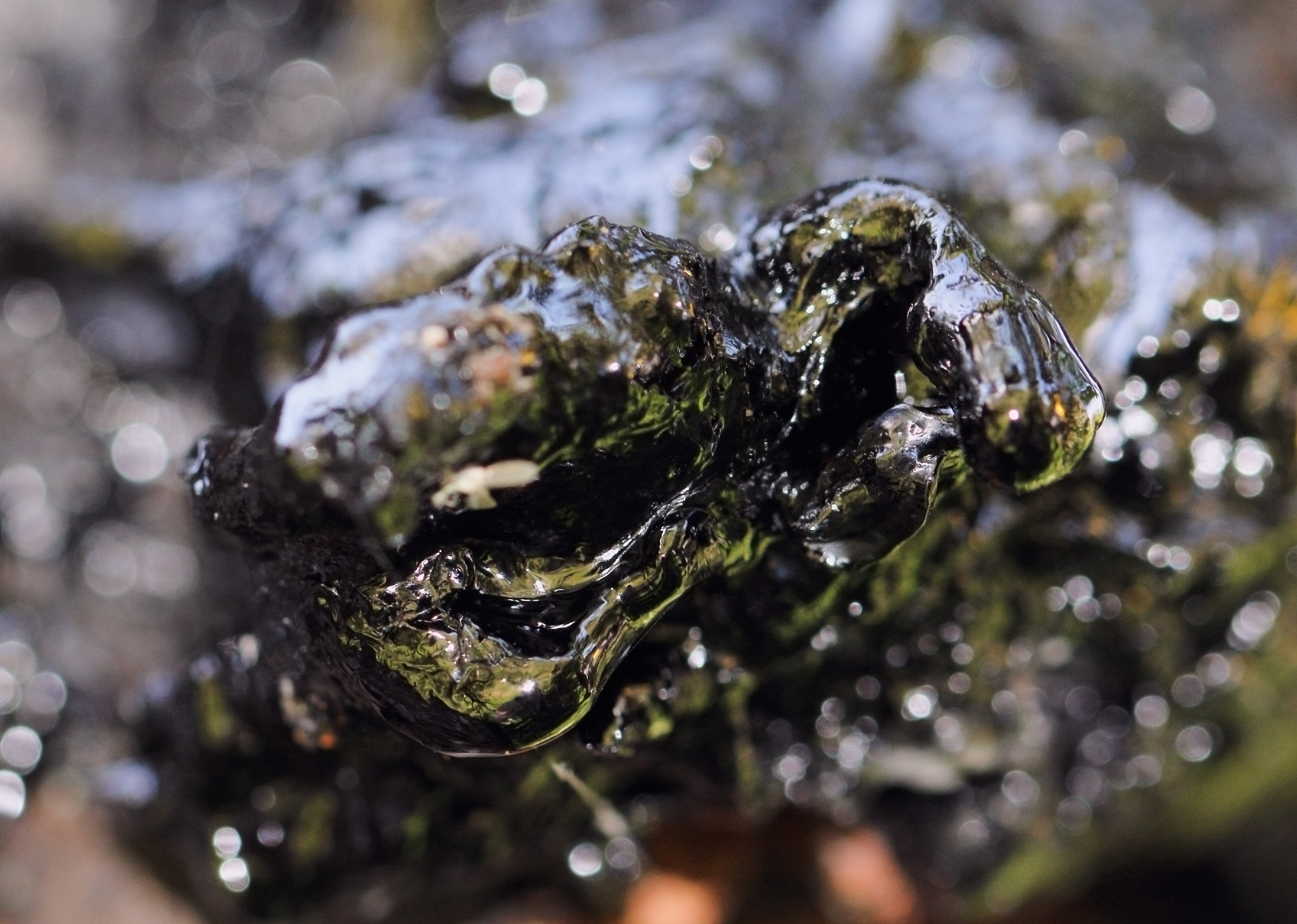 black resin on tree in nature