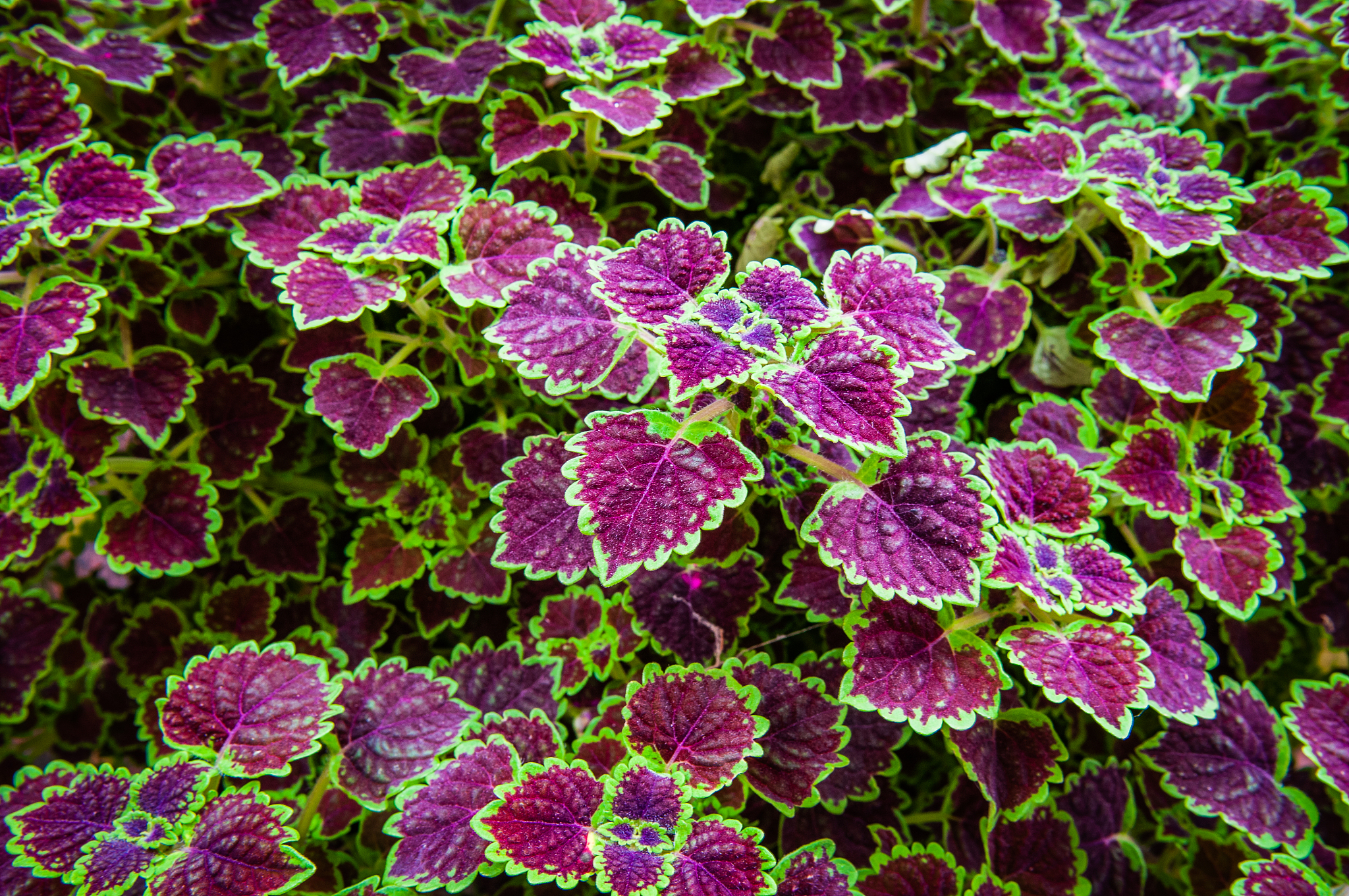 成都农科院-园艺技术专业招生