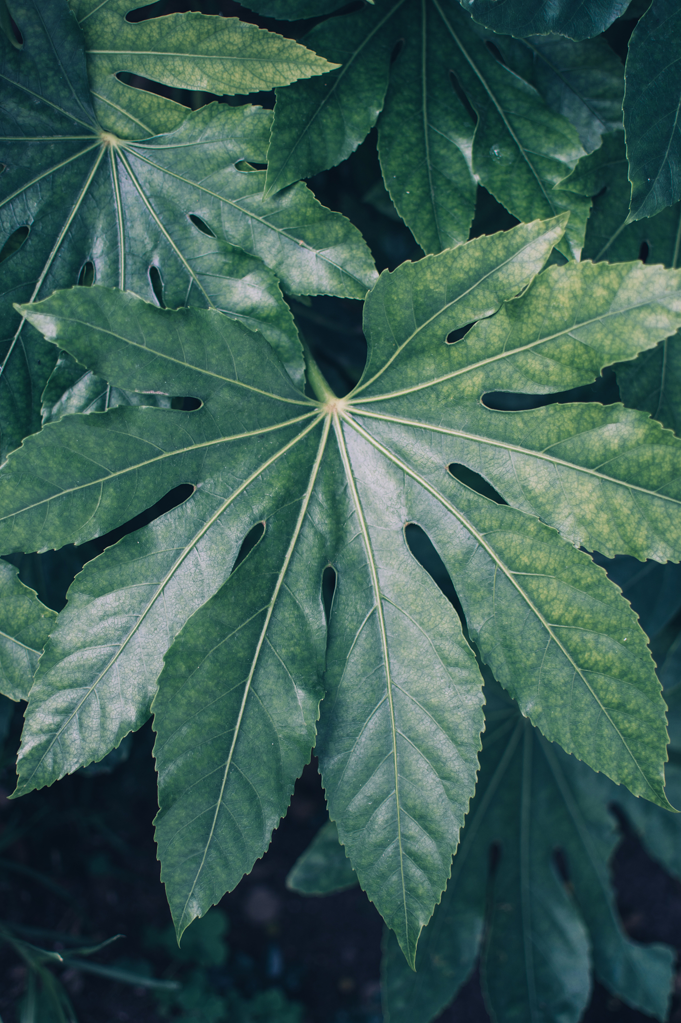 tropical plant leaf.