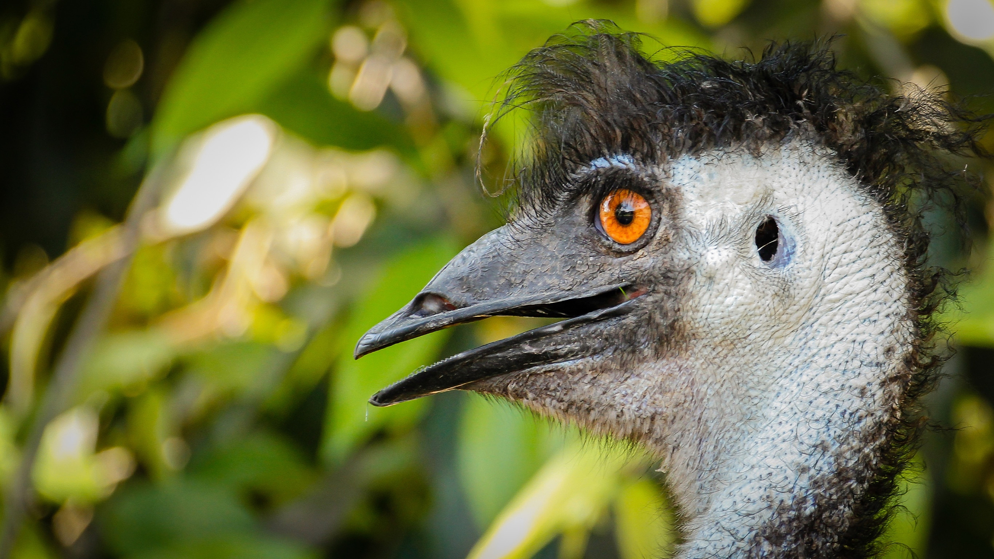 close-up of emu