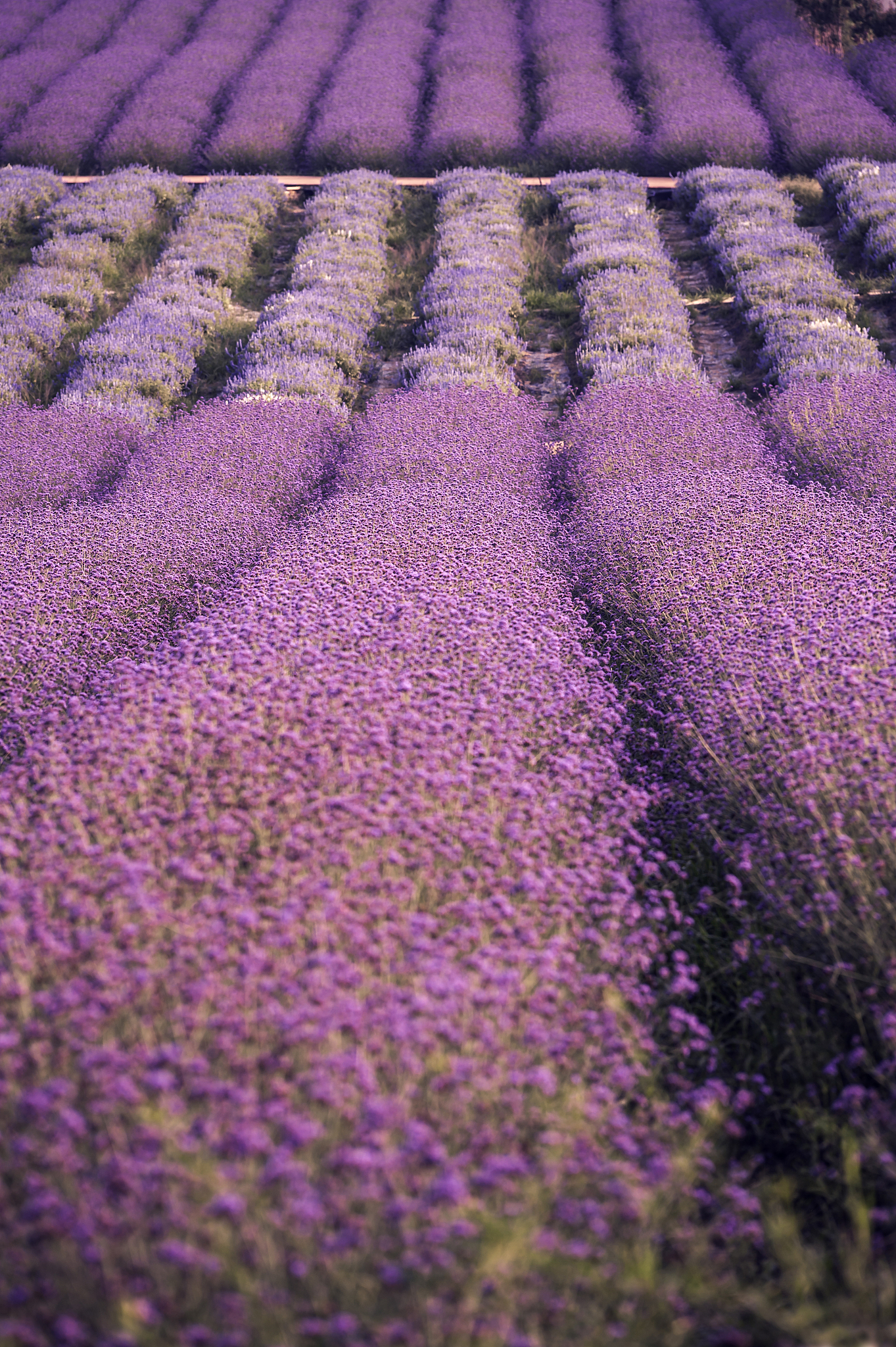 南方种植薰衣草指南：品种选择、环境打造、养护技巧