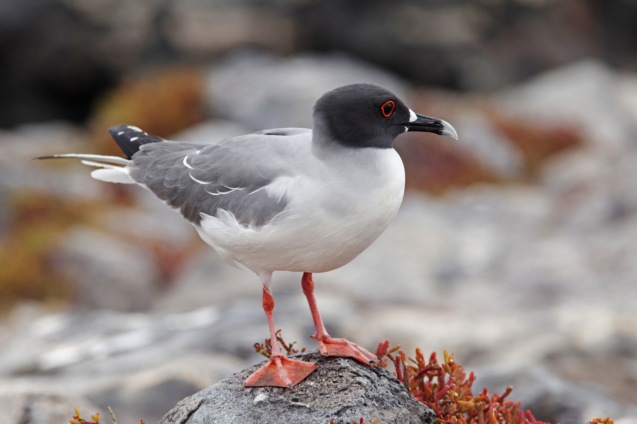 seabird on rock