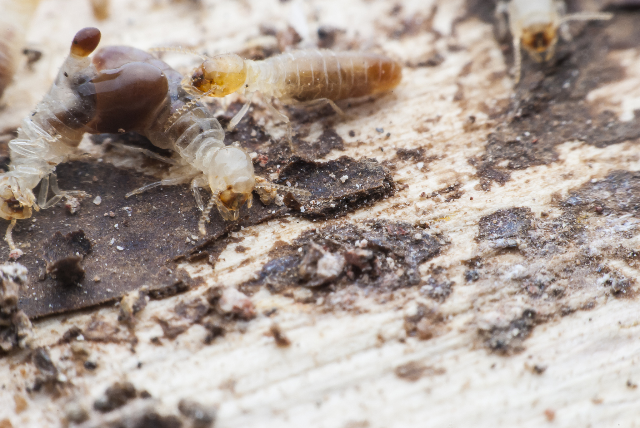 termites or white ants