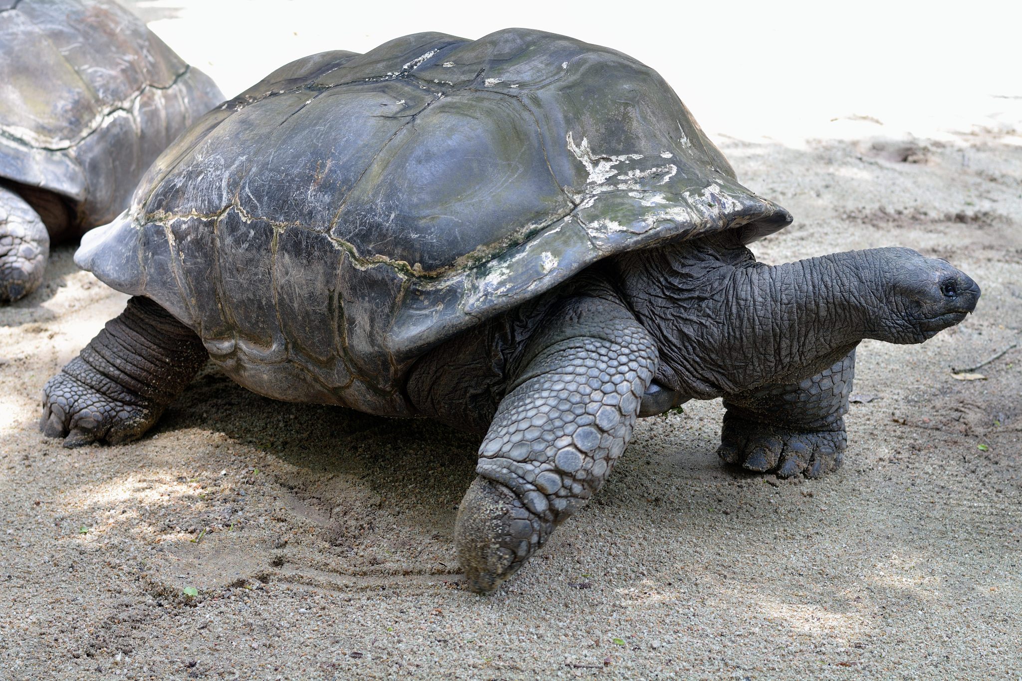 giant tortoise