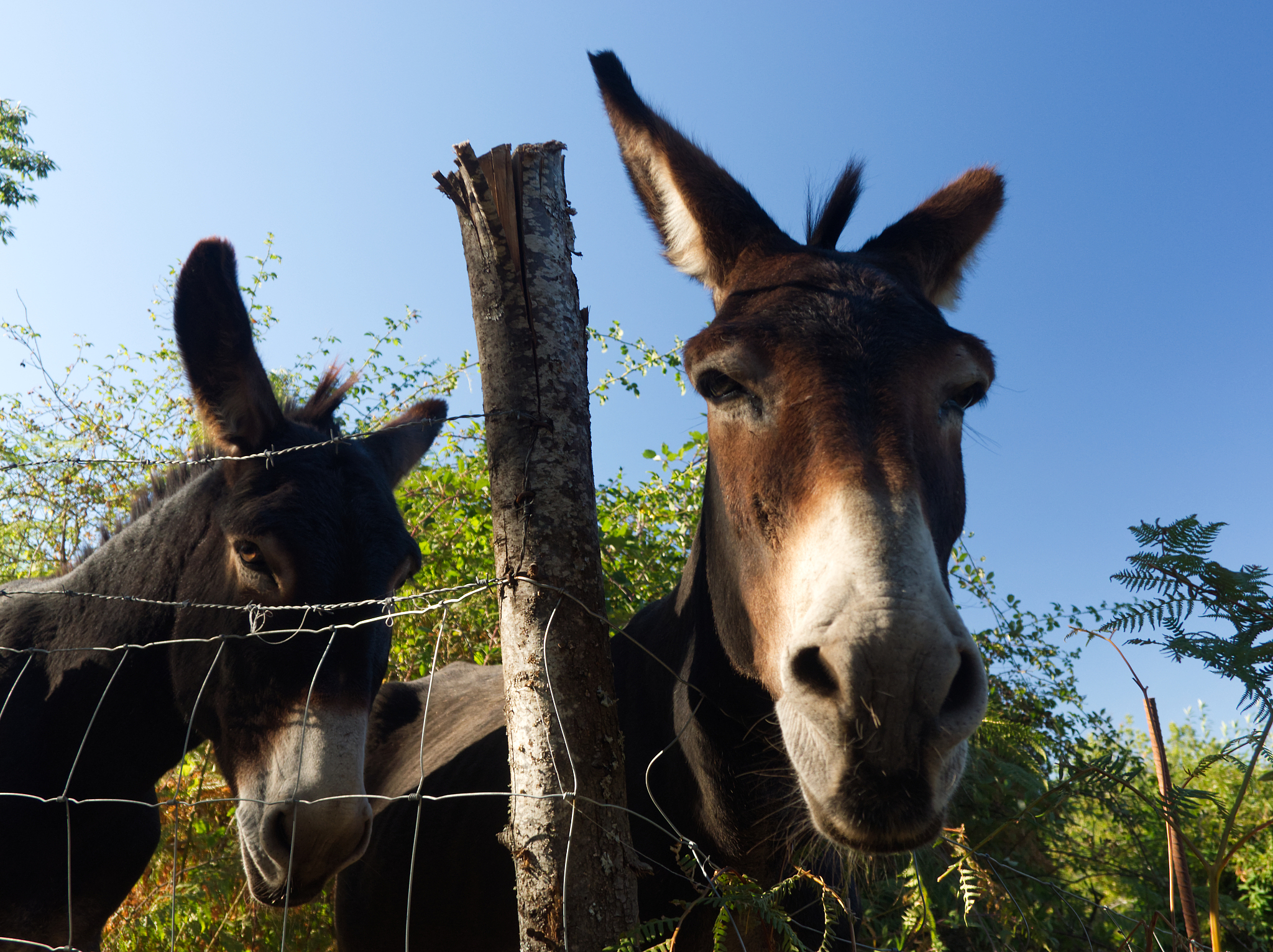 donkey face in close-up in the corsican mountains