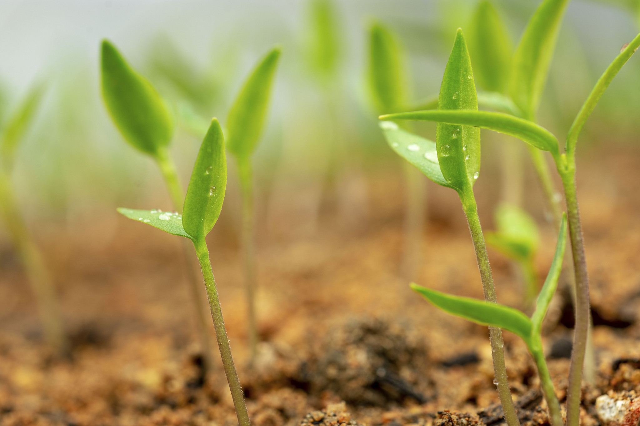 我的名字叫做王乾演帮我制作一篇书籍名称为《活着》PPT要求如下： 第一、一定要使用中文。 第二、页面形式有3种封面、目录、列表。 第三、目录页要列出内容大纲。 第四、根据内容大纲生成对应的PPT列表页每一页PPT列表页使用=====列表=====开头。 第五、封面页格式如下： =====封面===== # 主标题 ## 副标题 演讲人：我的名字 第六、目录页格式如下： =====目录===== #