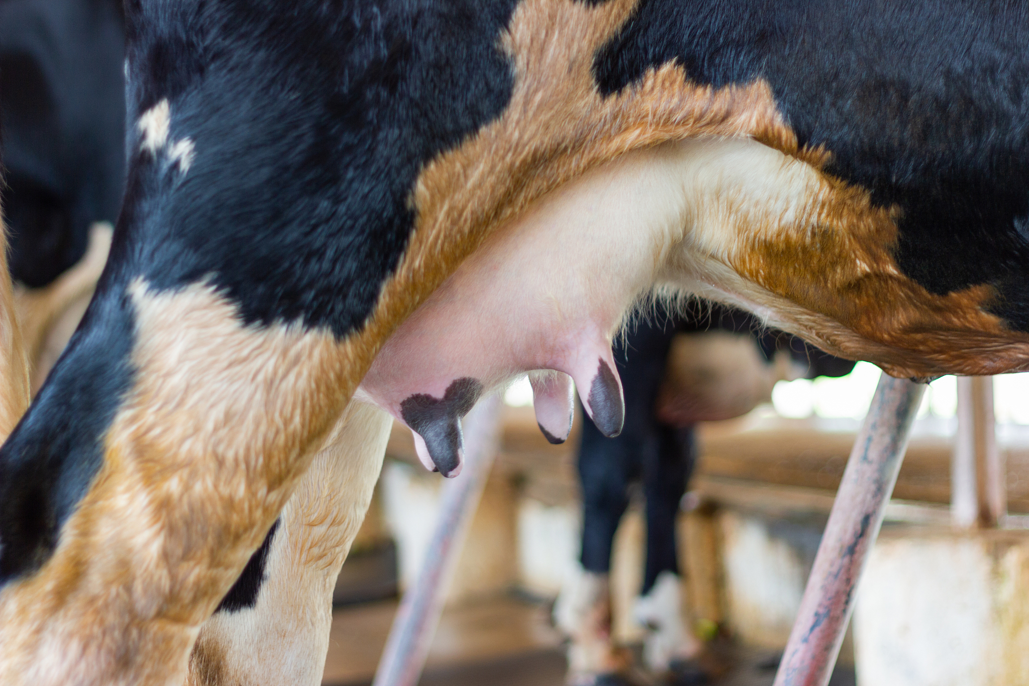 云南文山农业学校畜牧兽医专业怎么样