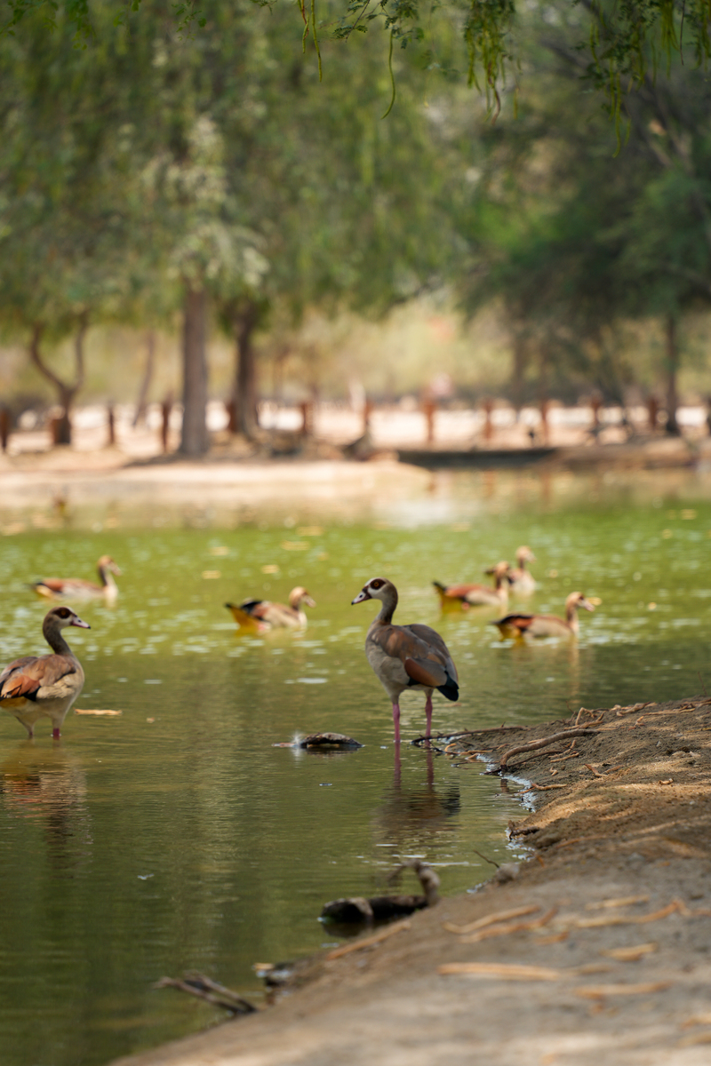 宣城市鳄鱼湖的蓝孔雀介绍