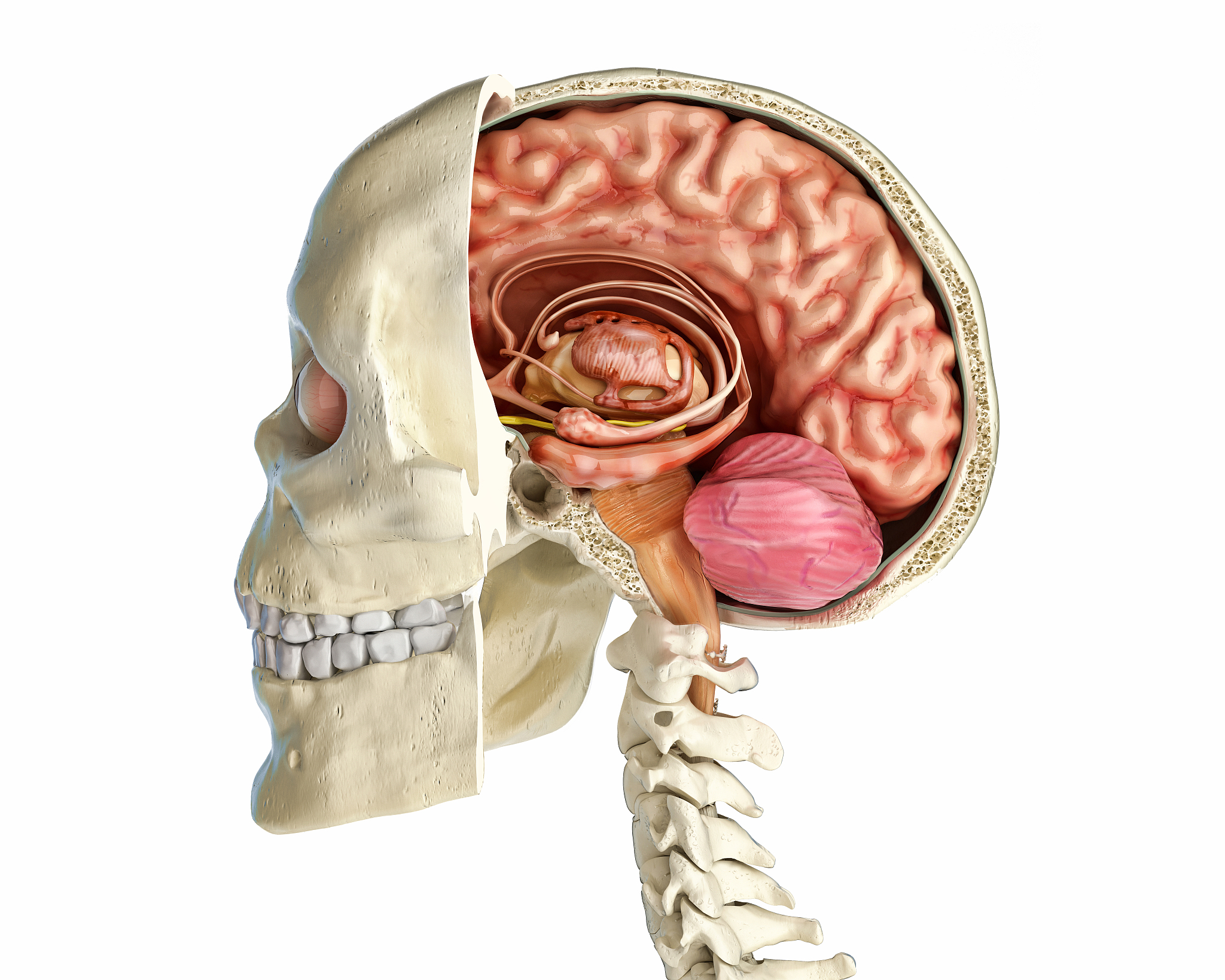 human skull cross-section with brain, illustration
