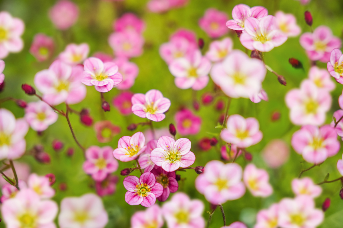 写一个关于春天的800字文章