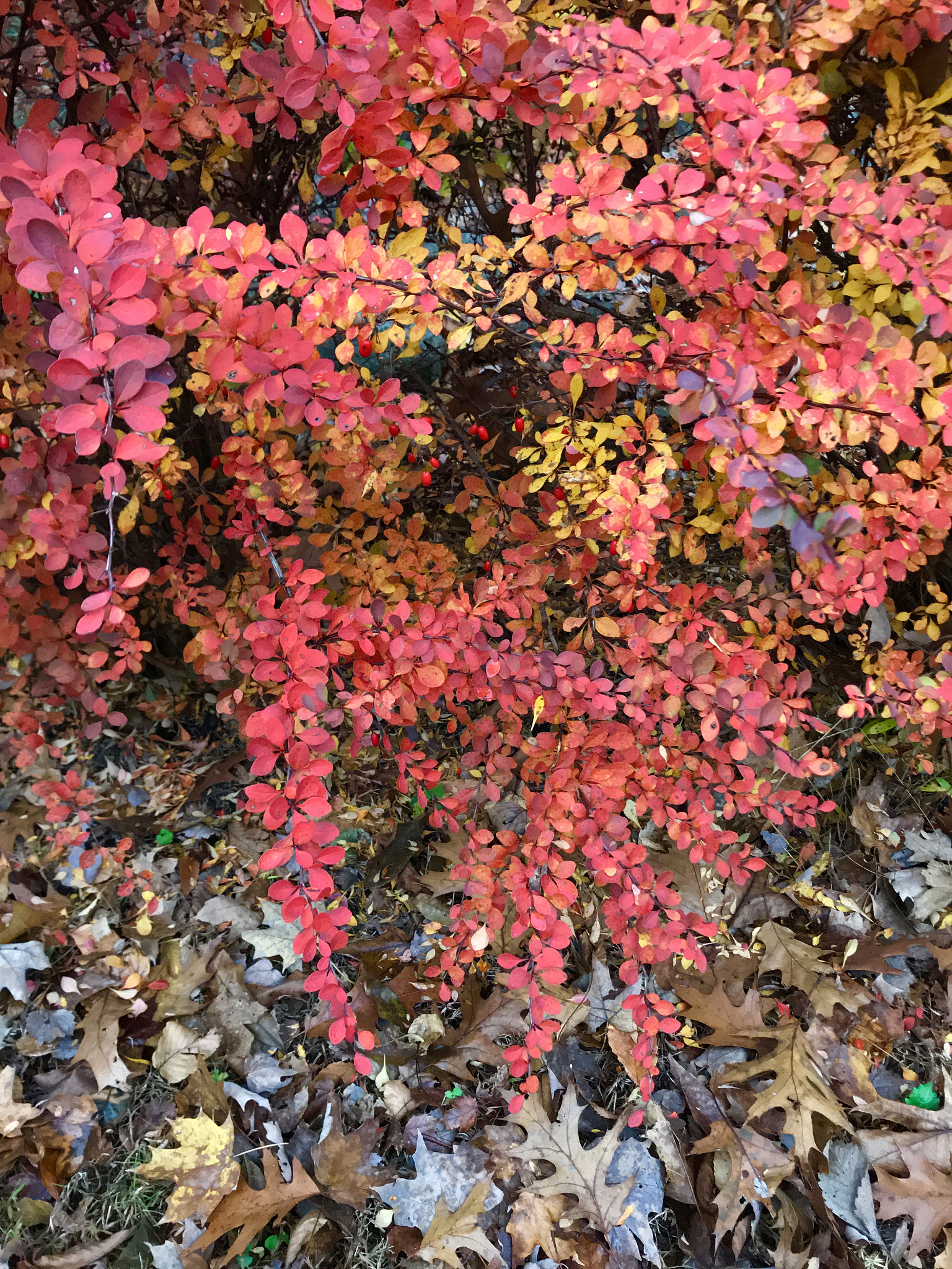 论述延安市彩叶树种在园林绿化应用过程中乡土彩叶植物资源发掘的建议。