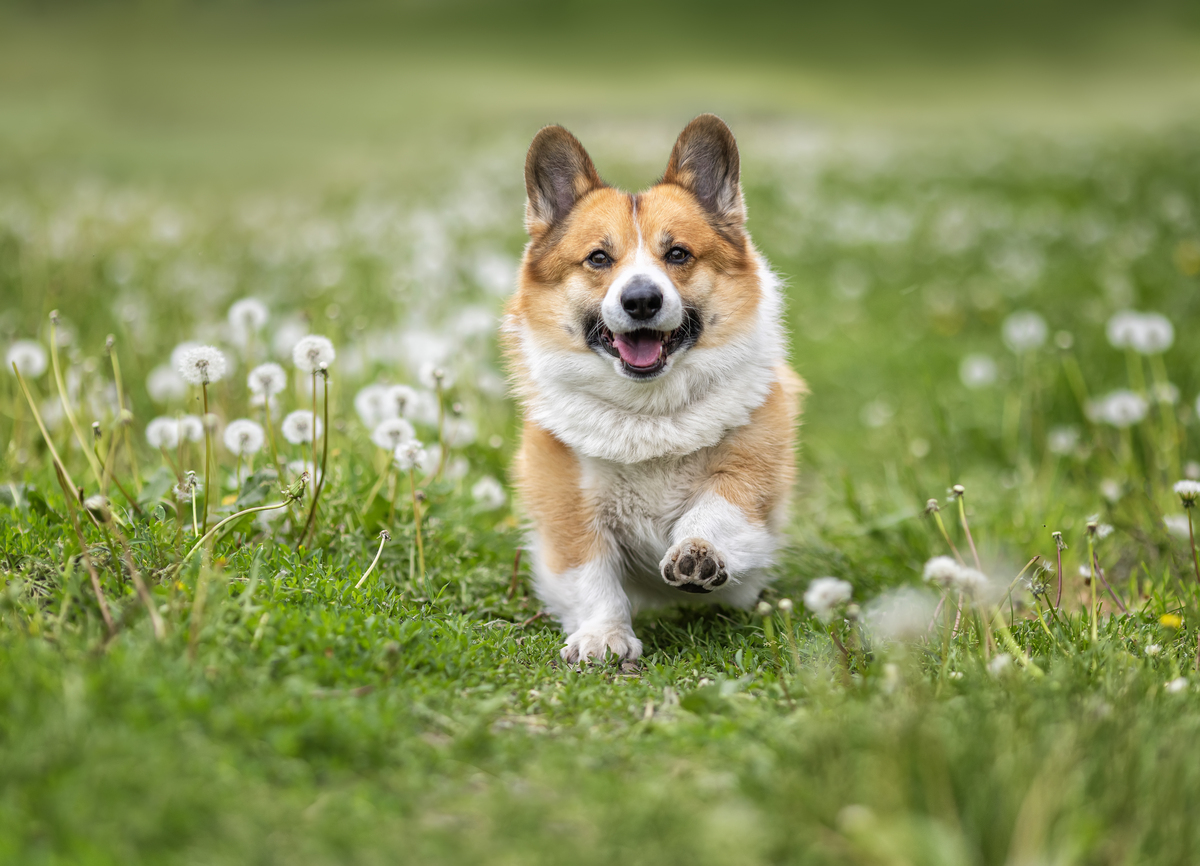 柯基犬价格：品种、血统影响多少？