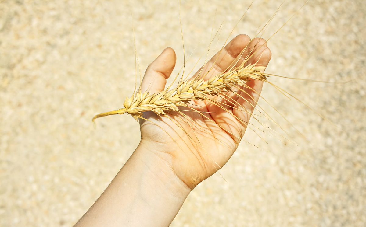 INSECT BIOCHEMISTRY AND MOLECULAR BIOLOGY期刊推荐理由 - 昆虫生物化学和分子生物学研究者的重要平台