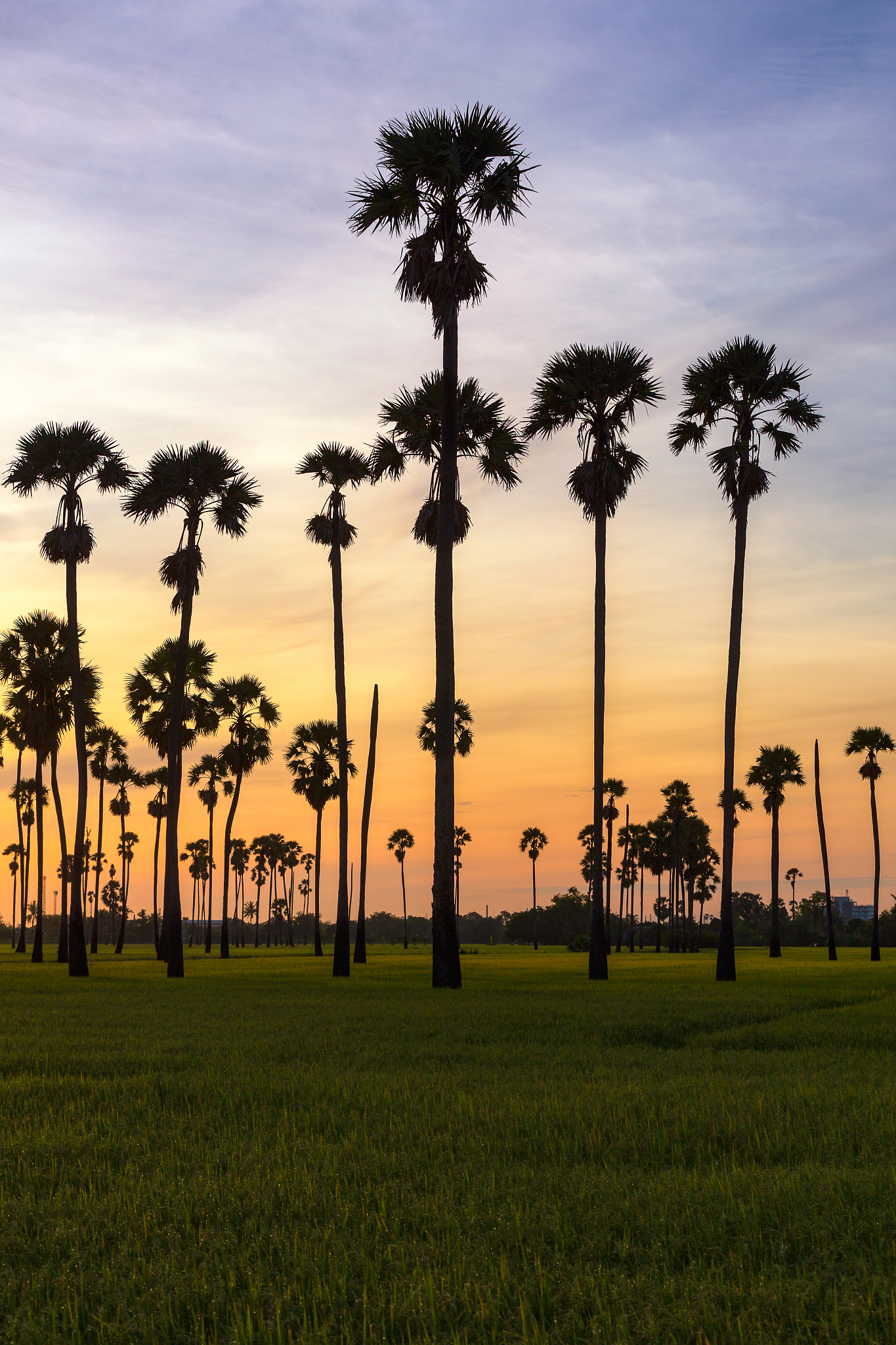 green rice field in the morning on palm tree during sunrise time