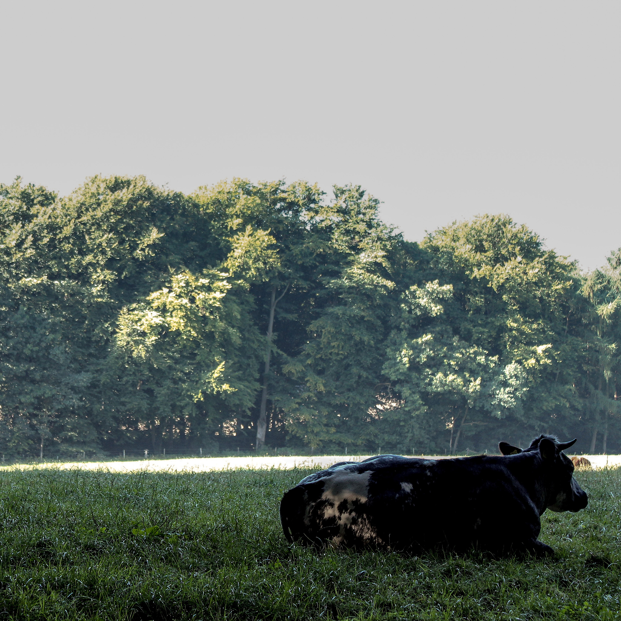 GRAS Statement for Kavain: Safe and High-Quality Products