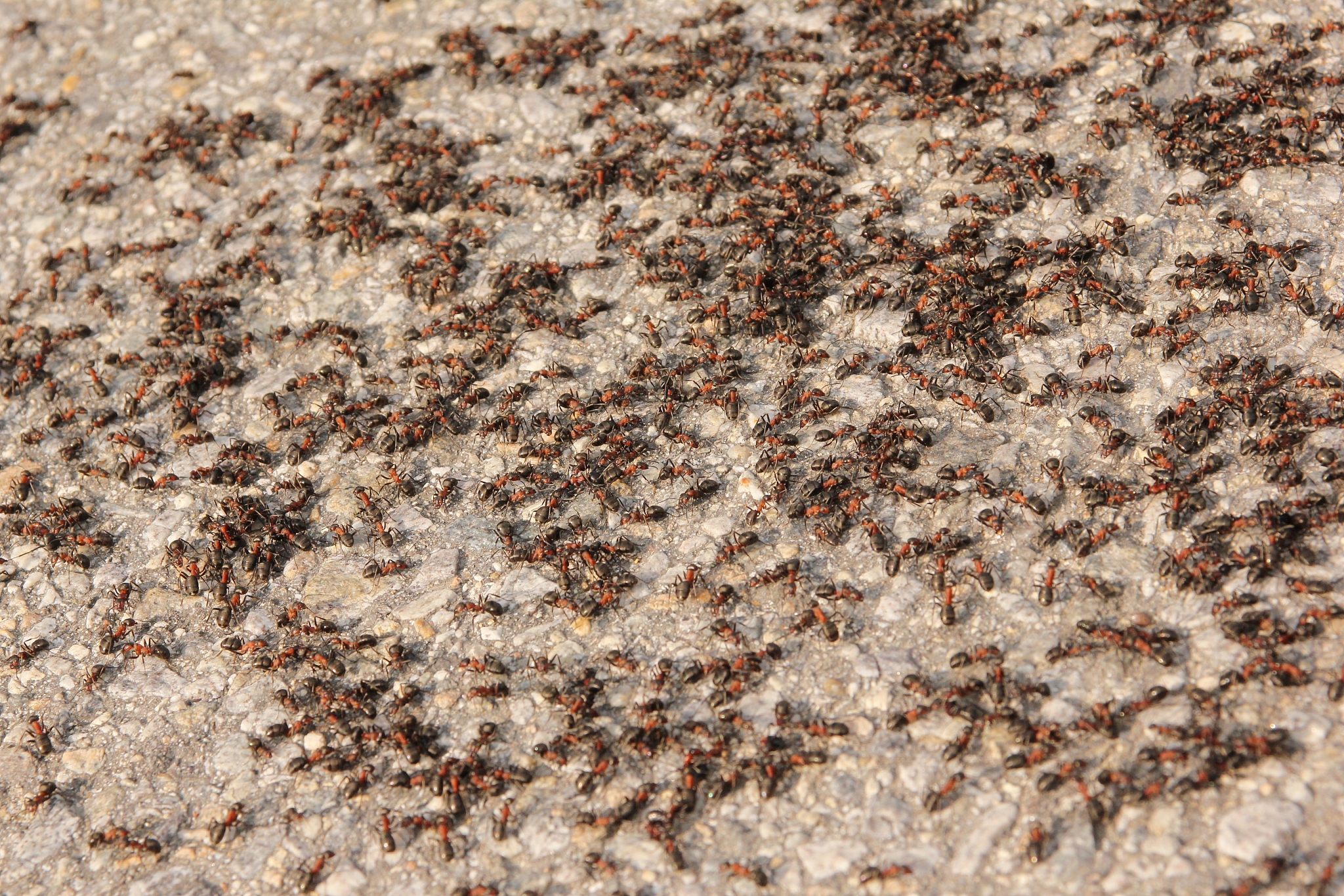many big ants on the road. a detail of a group of them.