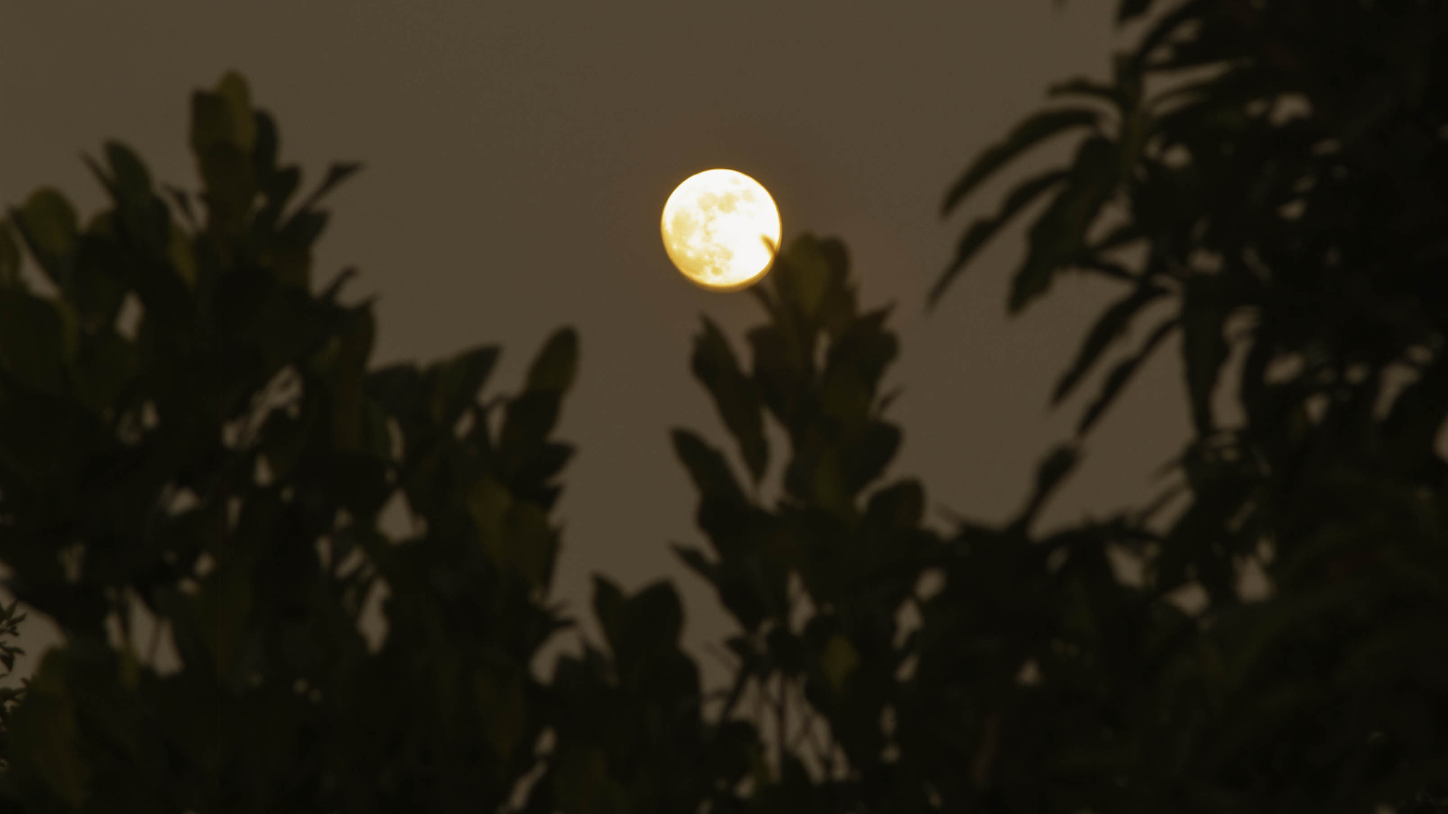 Li Bai's 'Quiet Night Thought' (床前明月光) - Chinese Poem with English Translation