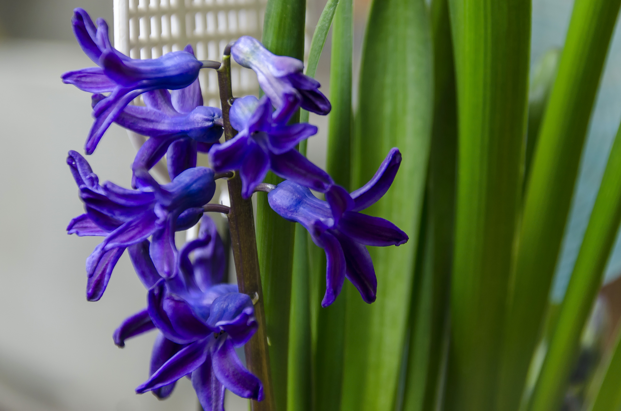 spring flower, blue hyacinth bloom with green leaf close up