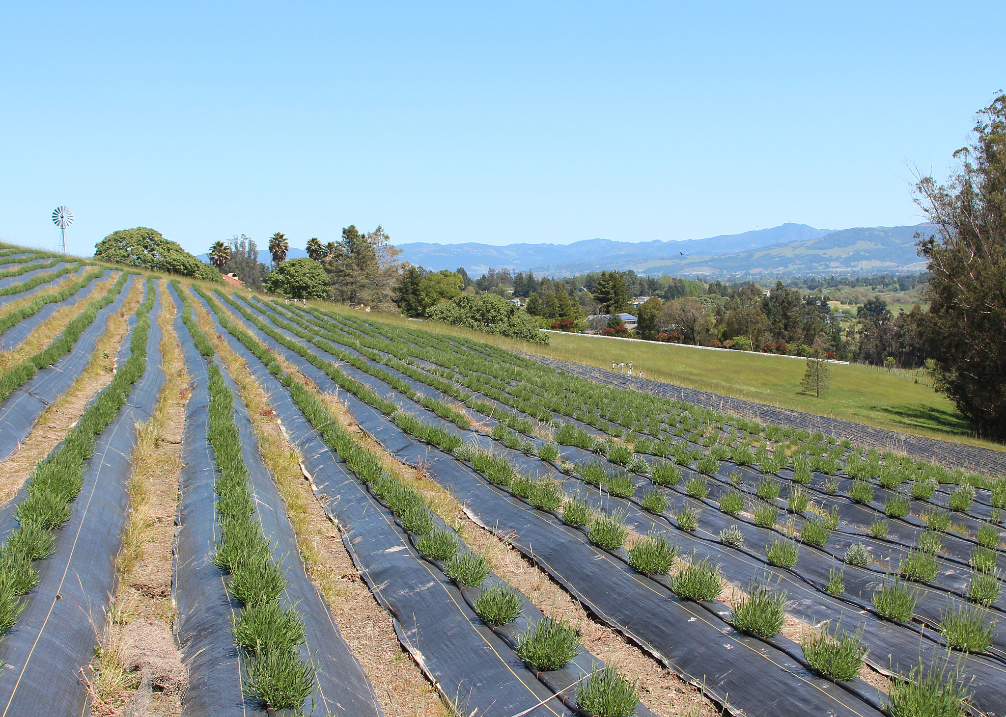 FIELD CROPS RESEARCH期刊: 田间作物研究的国际期刊