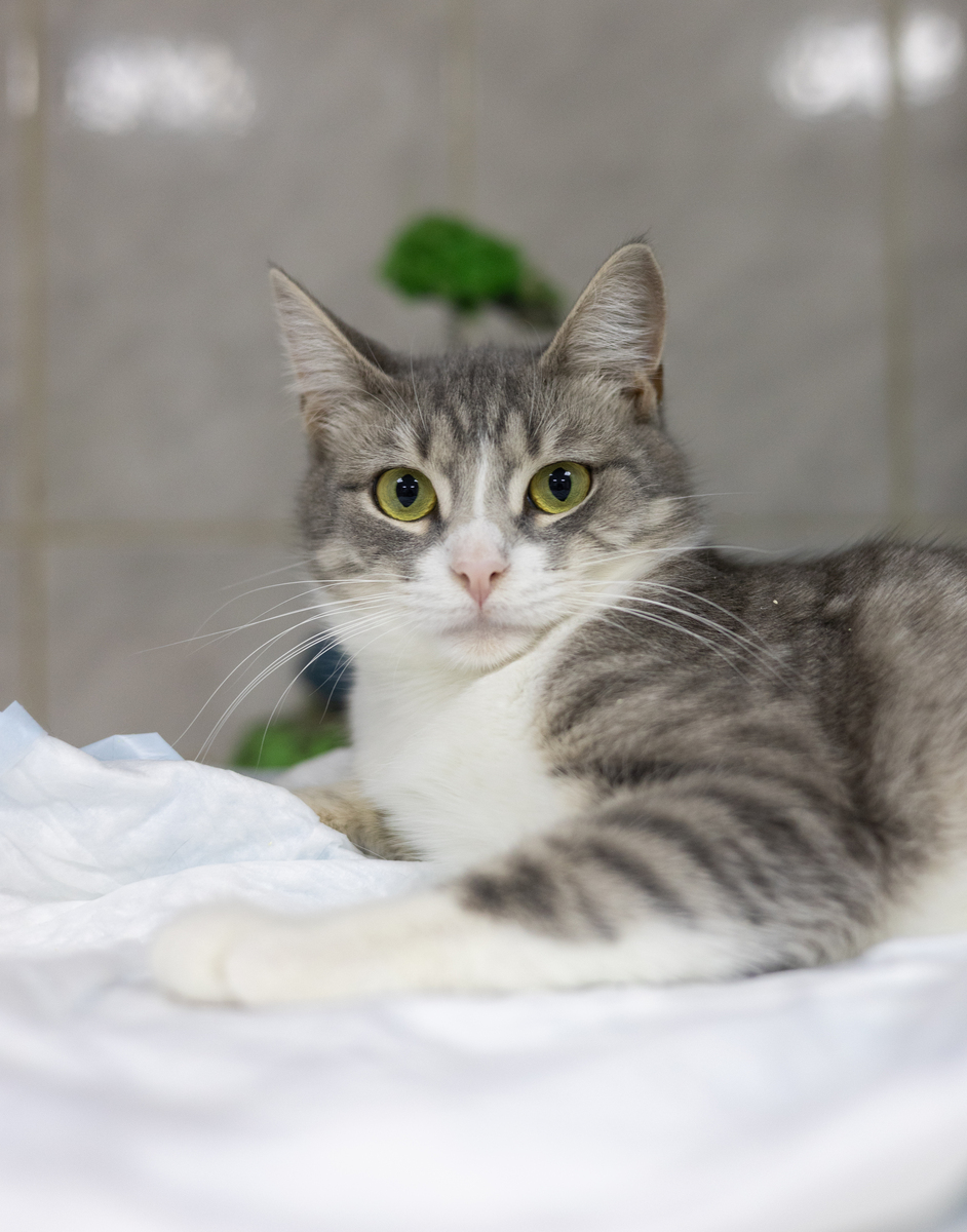 猫防止感染寄生虫都措施