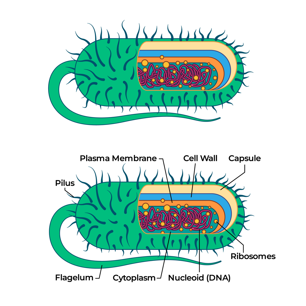 雌雄小鼠不同干预组肠道菌群组成变化分析