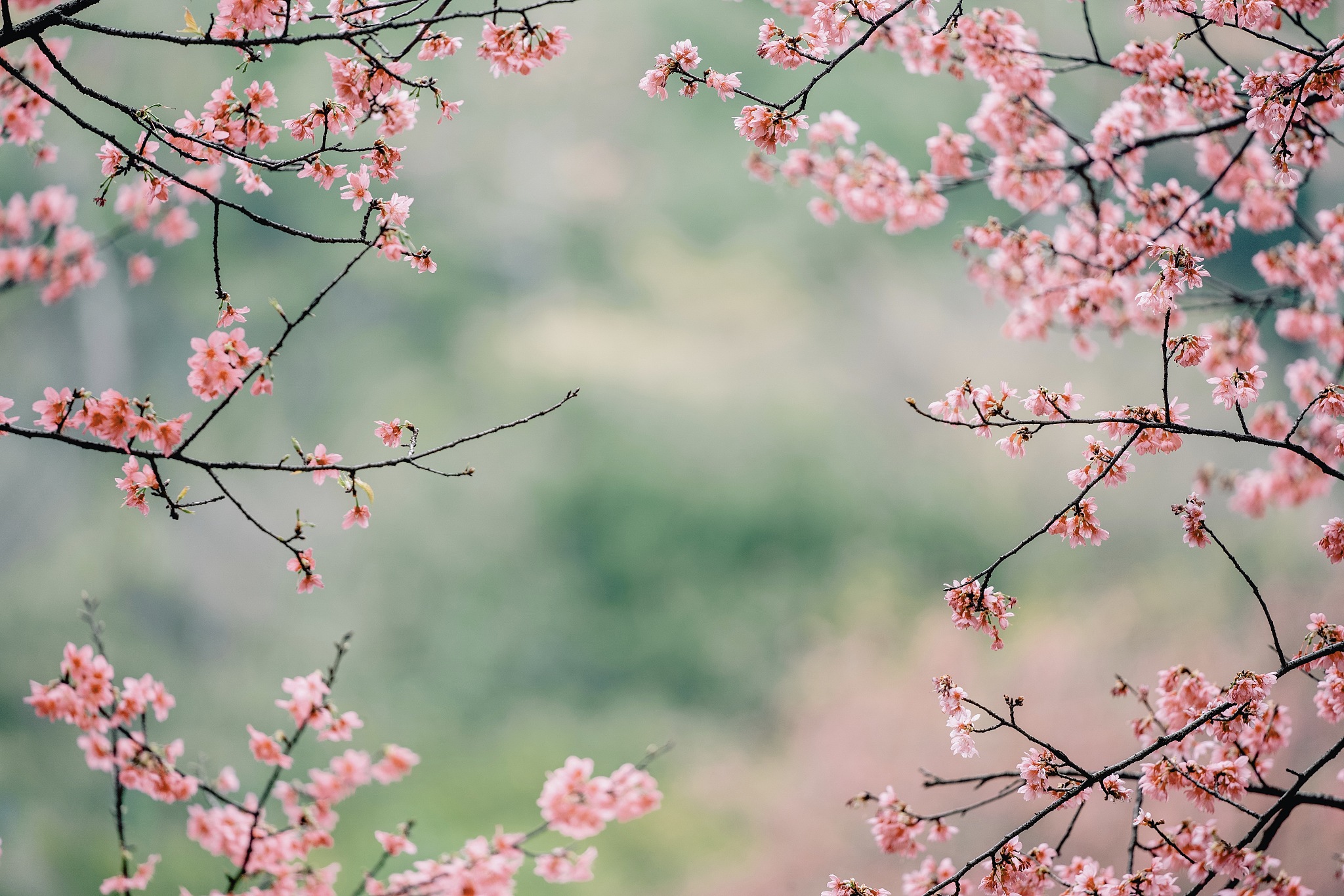 我叹那春花秋月不问别离