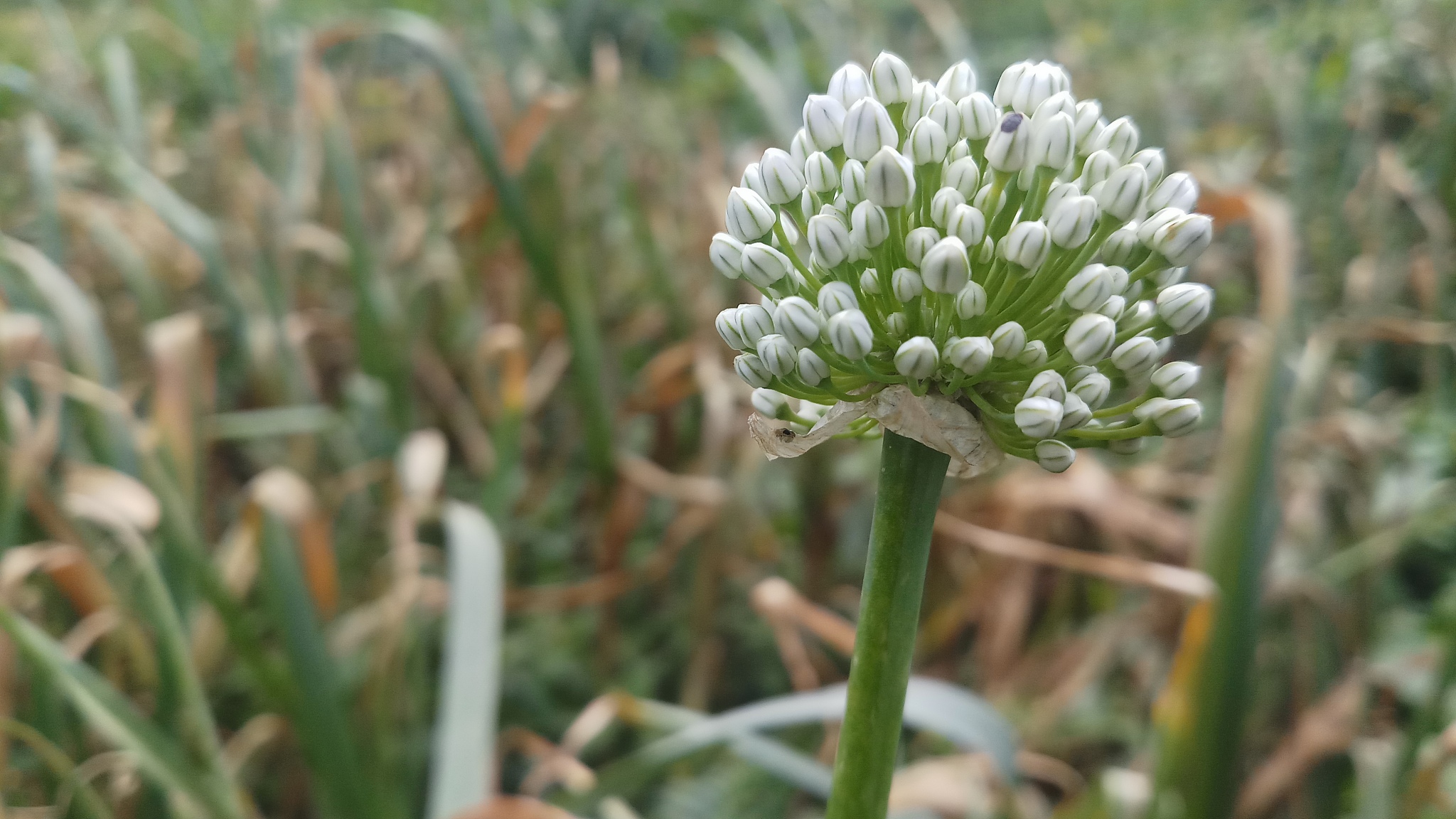 may 4, 2019: onion/spring time/ background