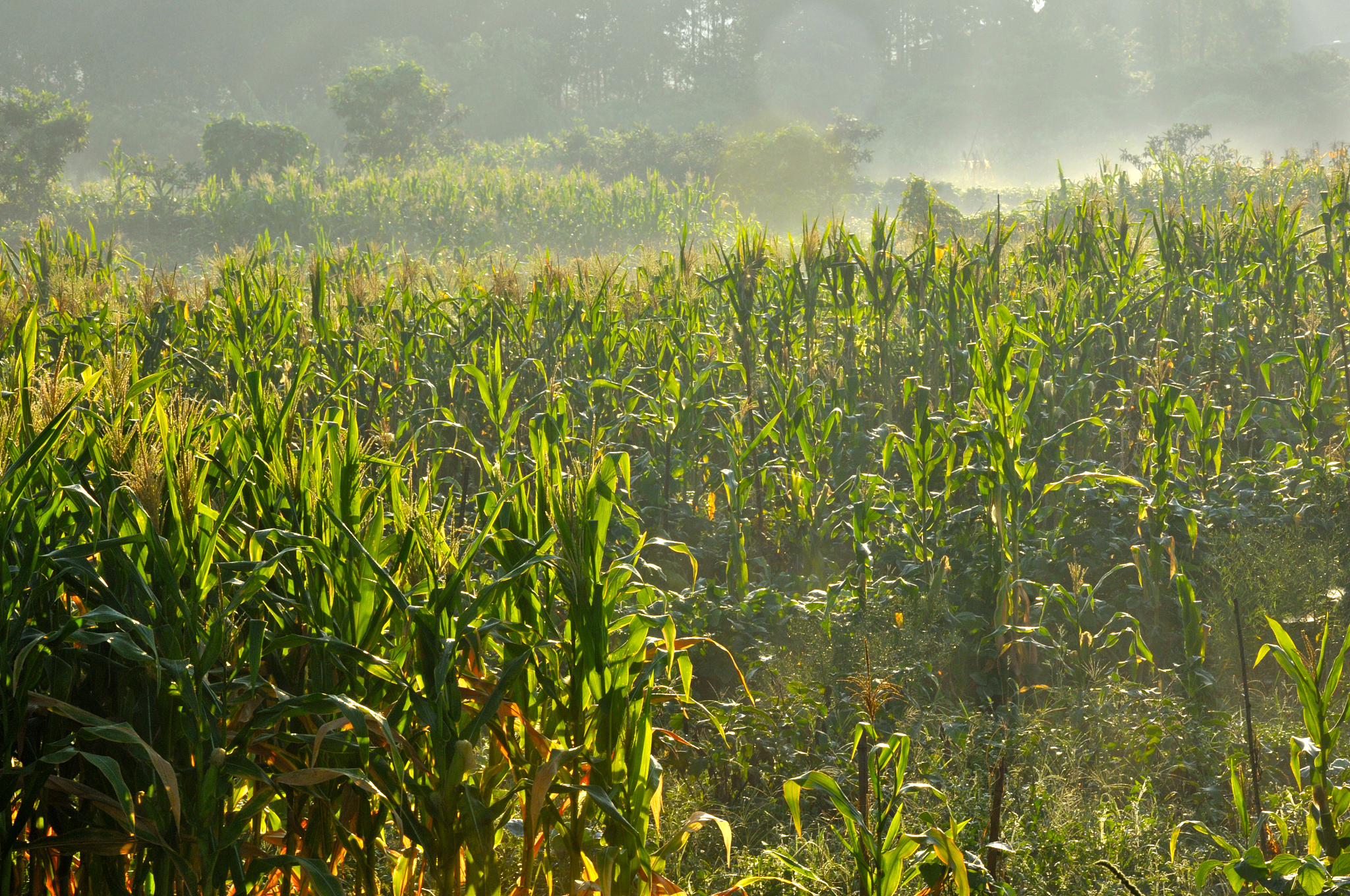 北京农学院食品科学与工程专业怎么样