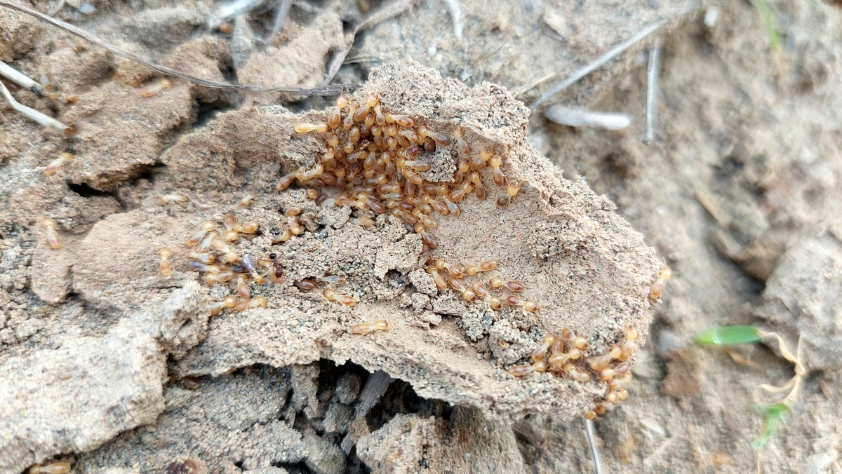 白蚁普查怎么做？从方法到防治，这份指南全覆盖！