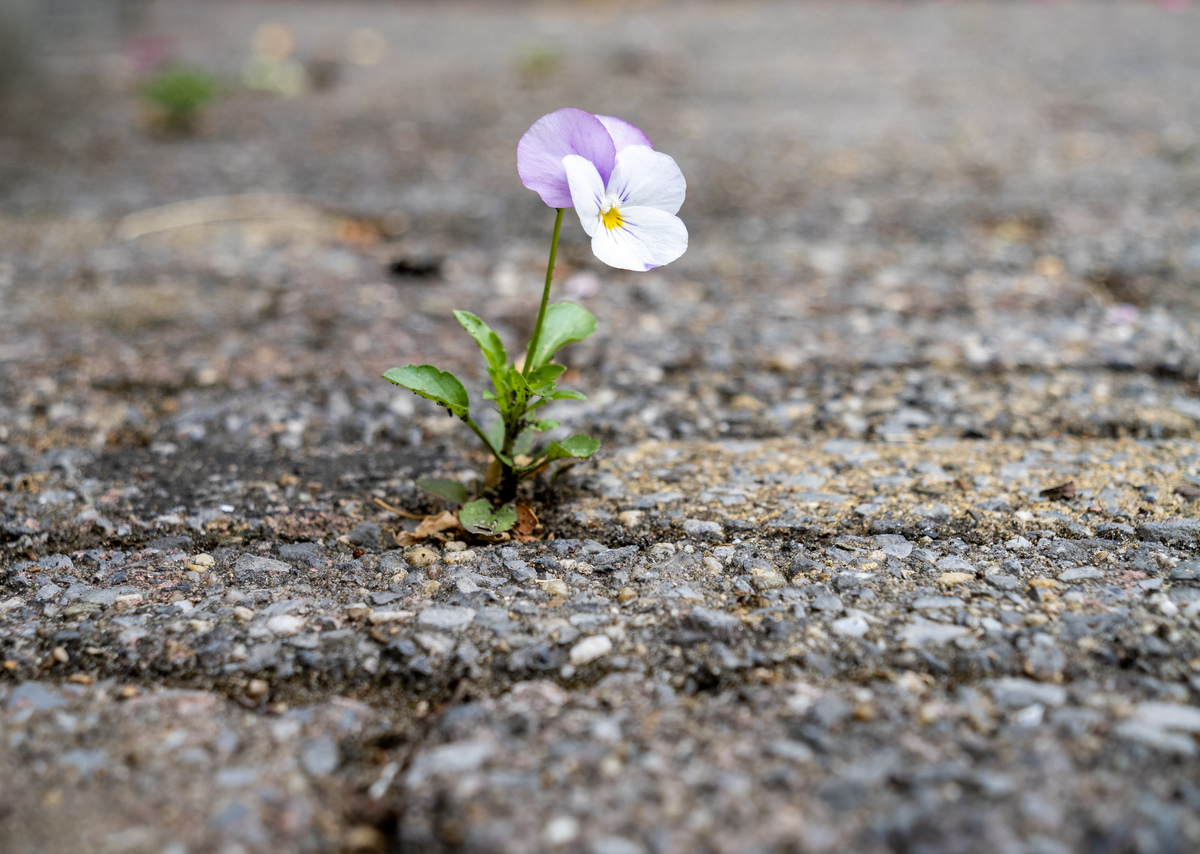 人生如花枯萎安慰简短