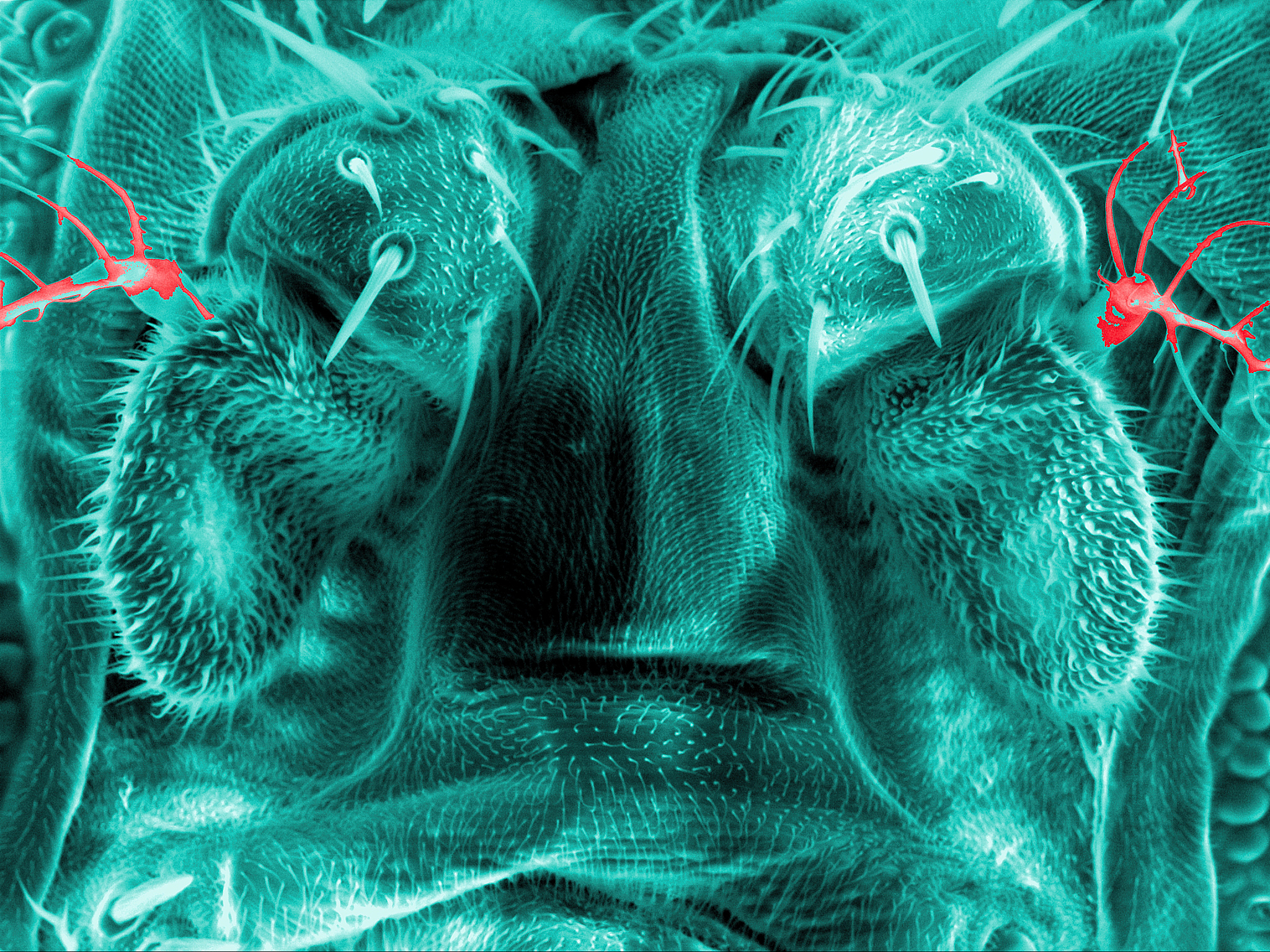 15 假设果蝇 的X染色体X和常染色体组A 的组成分别为1X2A2X2A3X3A 、2X4A 4X4A试分析这些果蝇的性别表型。