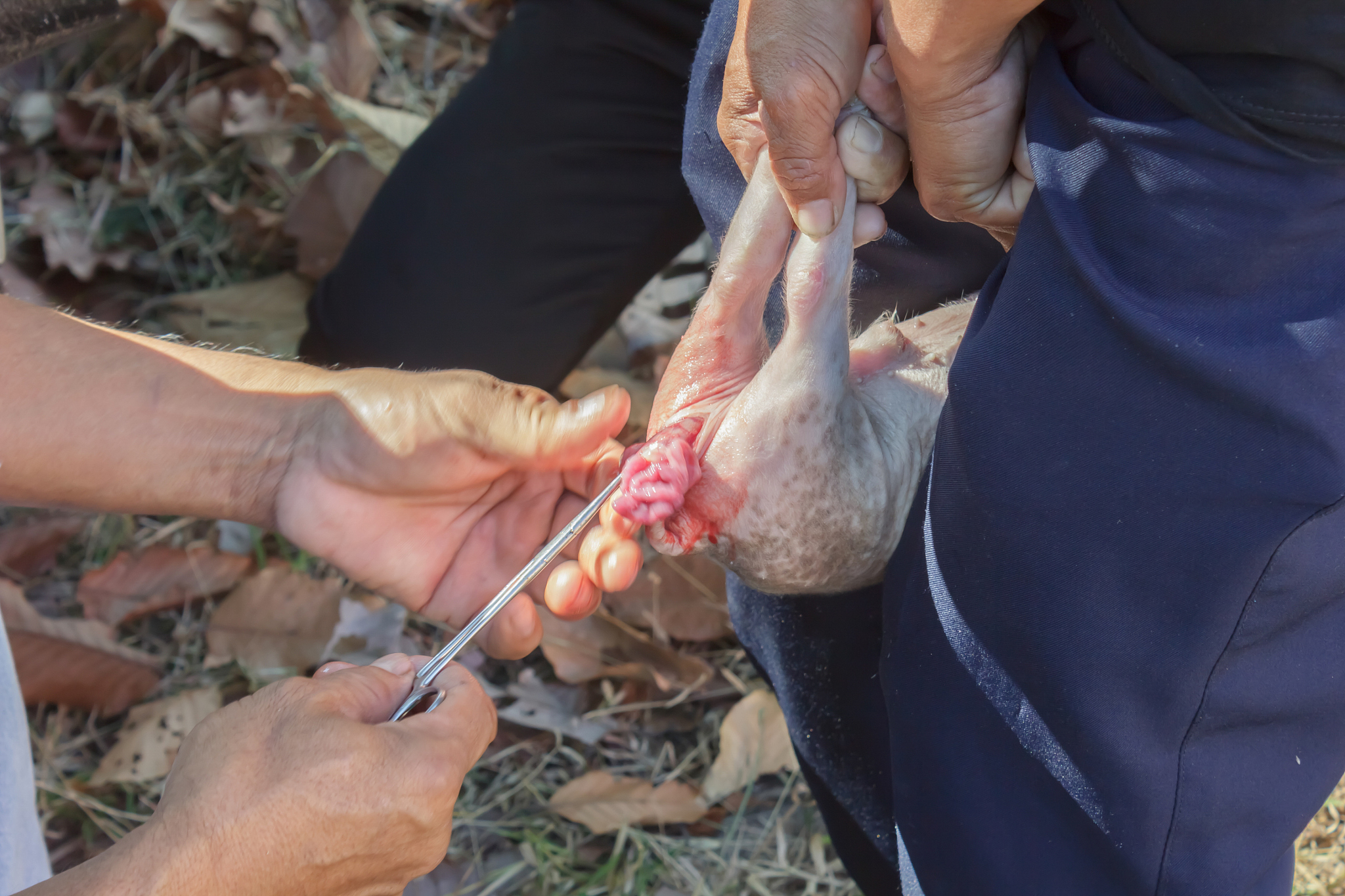 兽医医药专科课程有哪些？用发