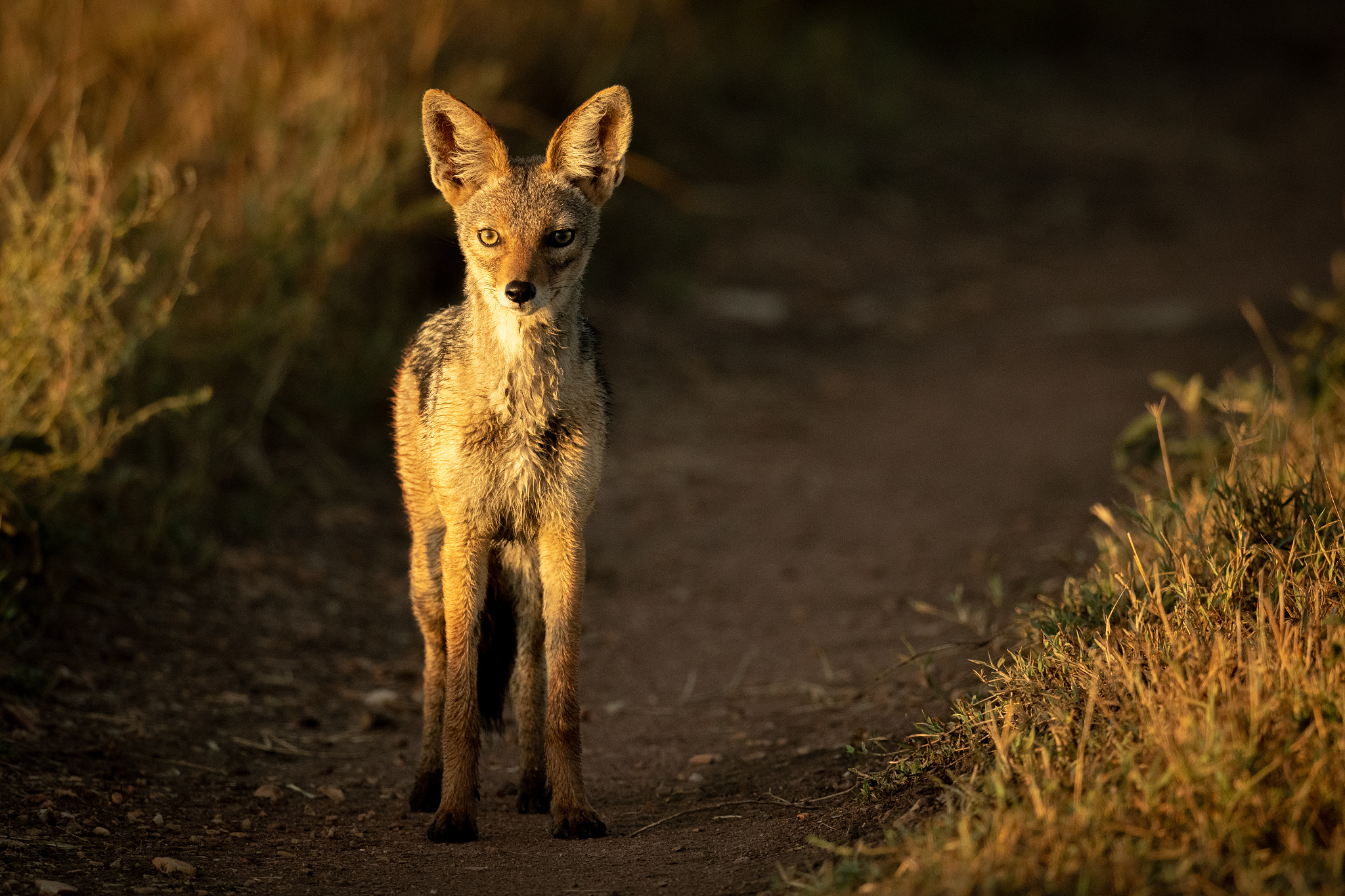 full length of jackal standing on land