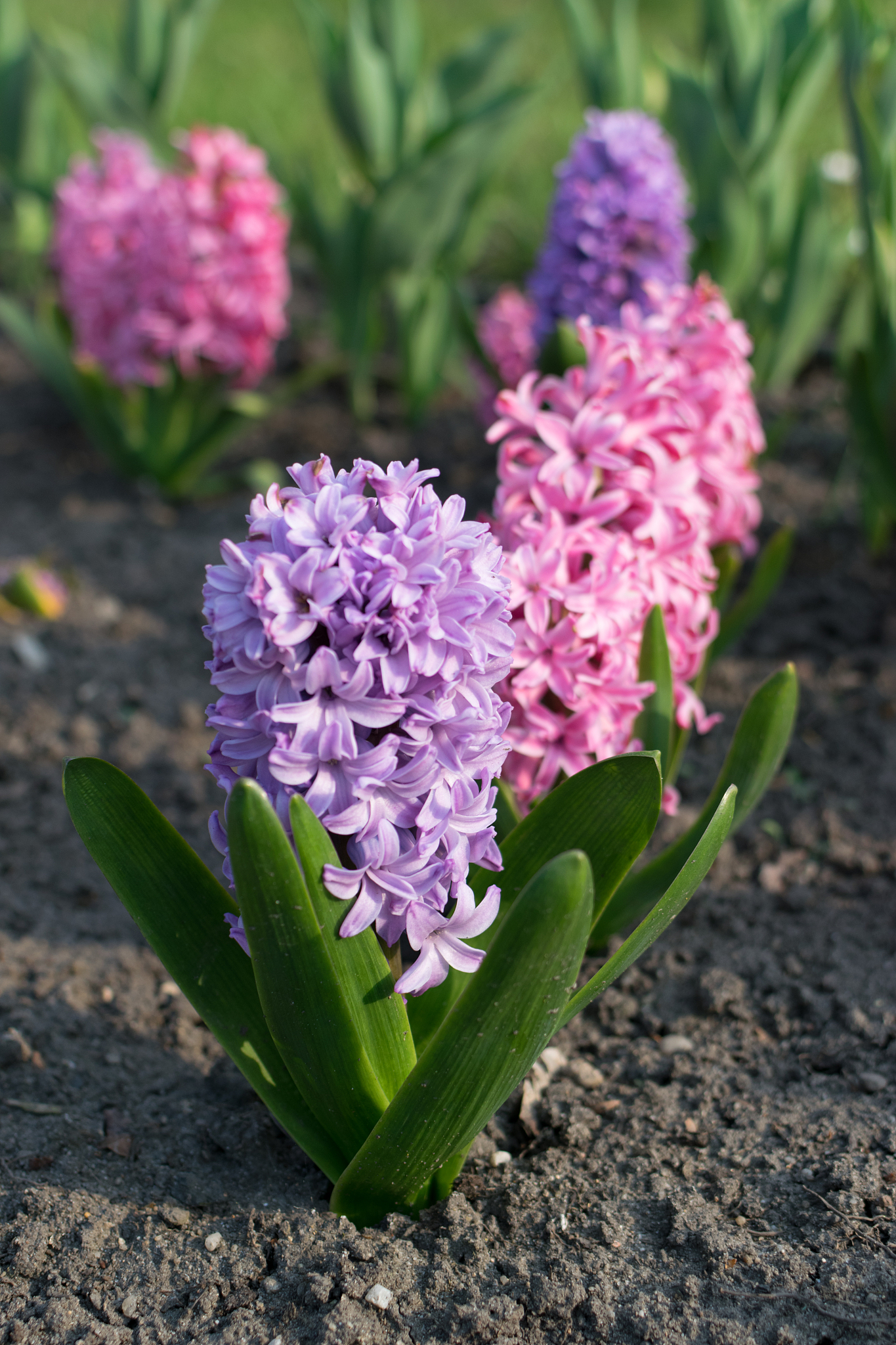 风信子是不是开一次花就死了 风信子只开一次花吗