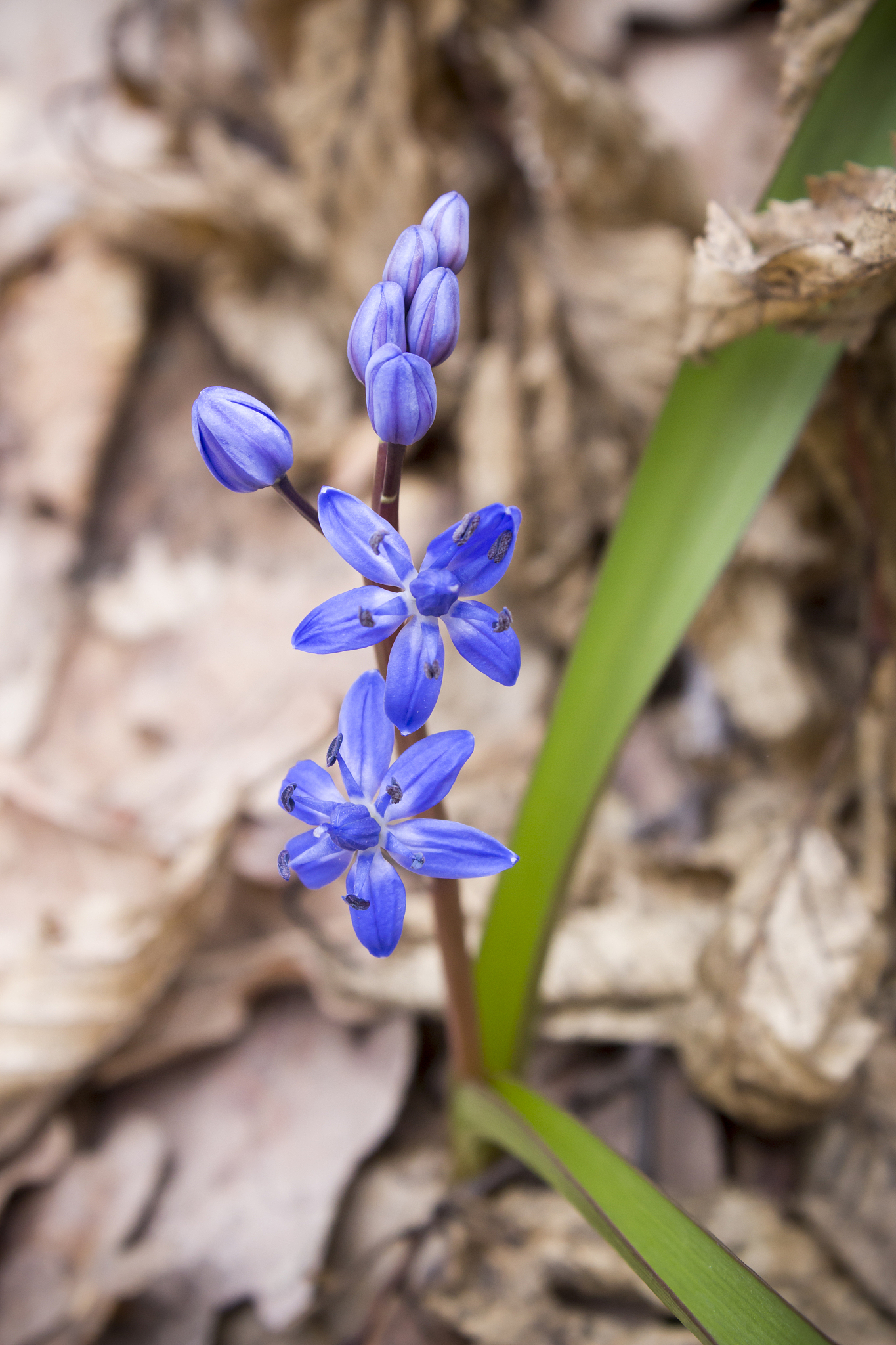 scilla