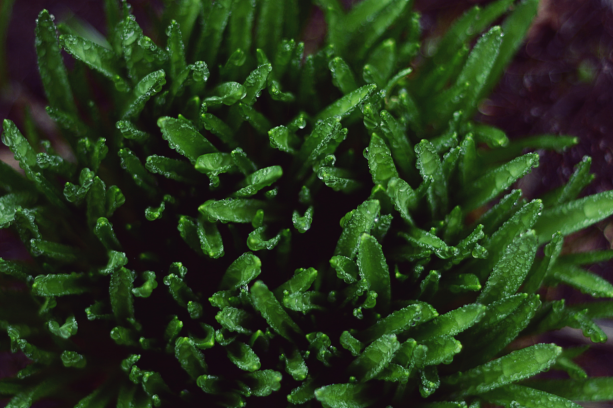 full frame shot of plants