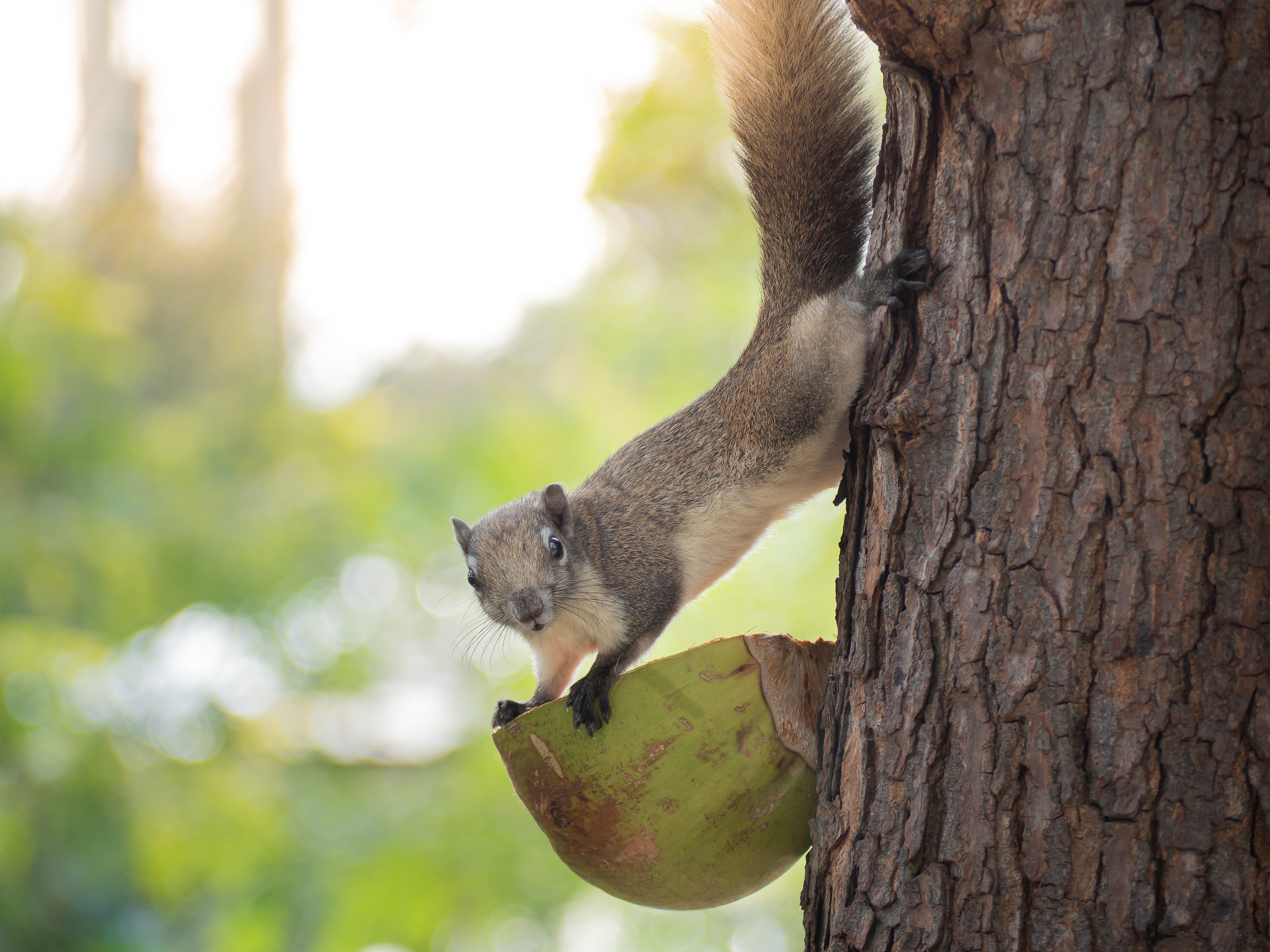 松鼠有什么特点？