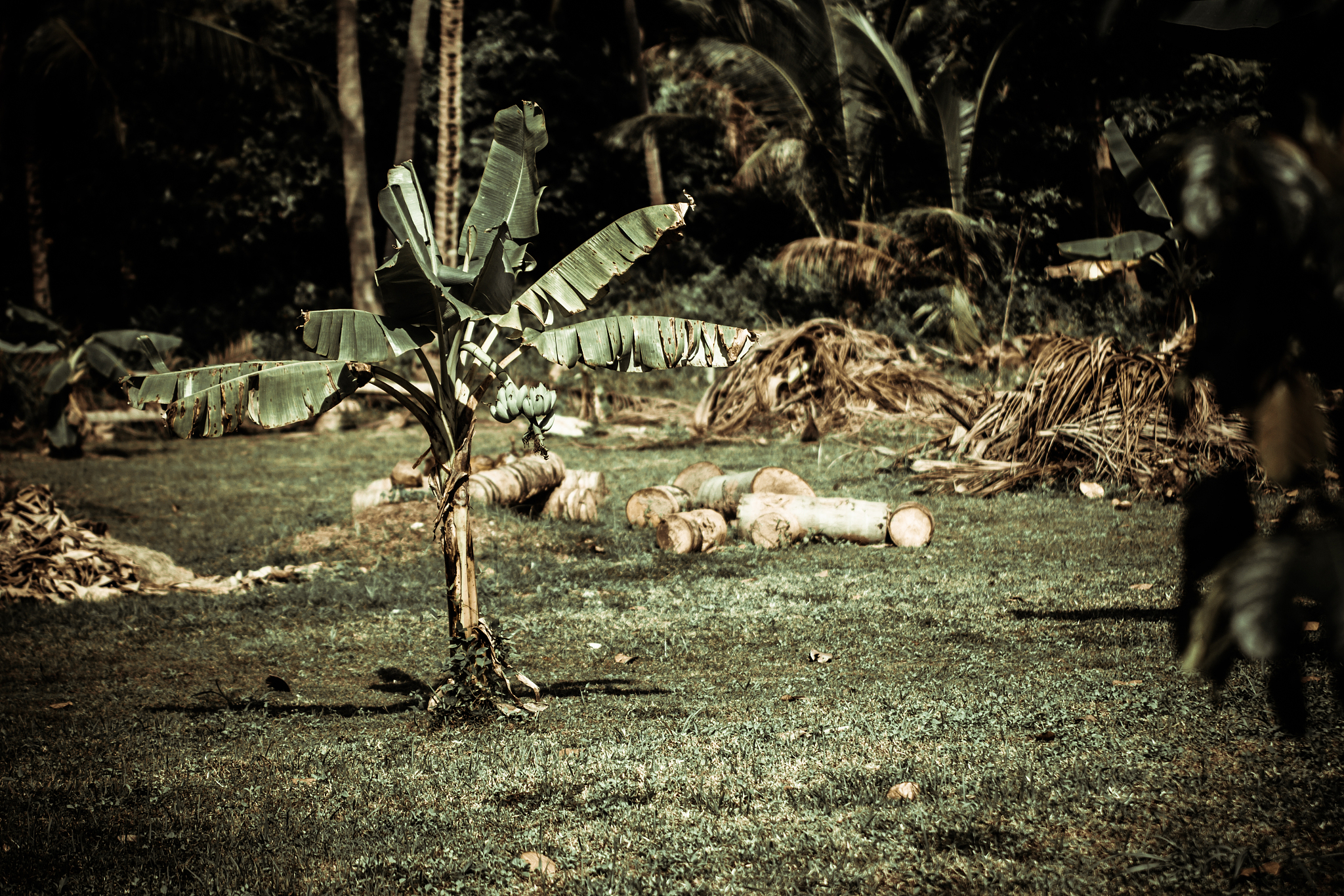 突发！城市中心惊现神秘生物 引发恐慌