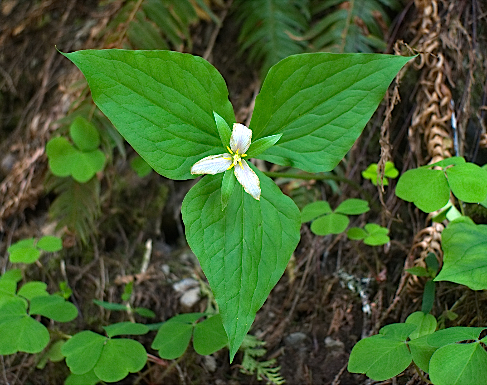 蛇胆功效与主治是什么