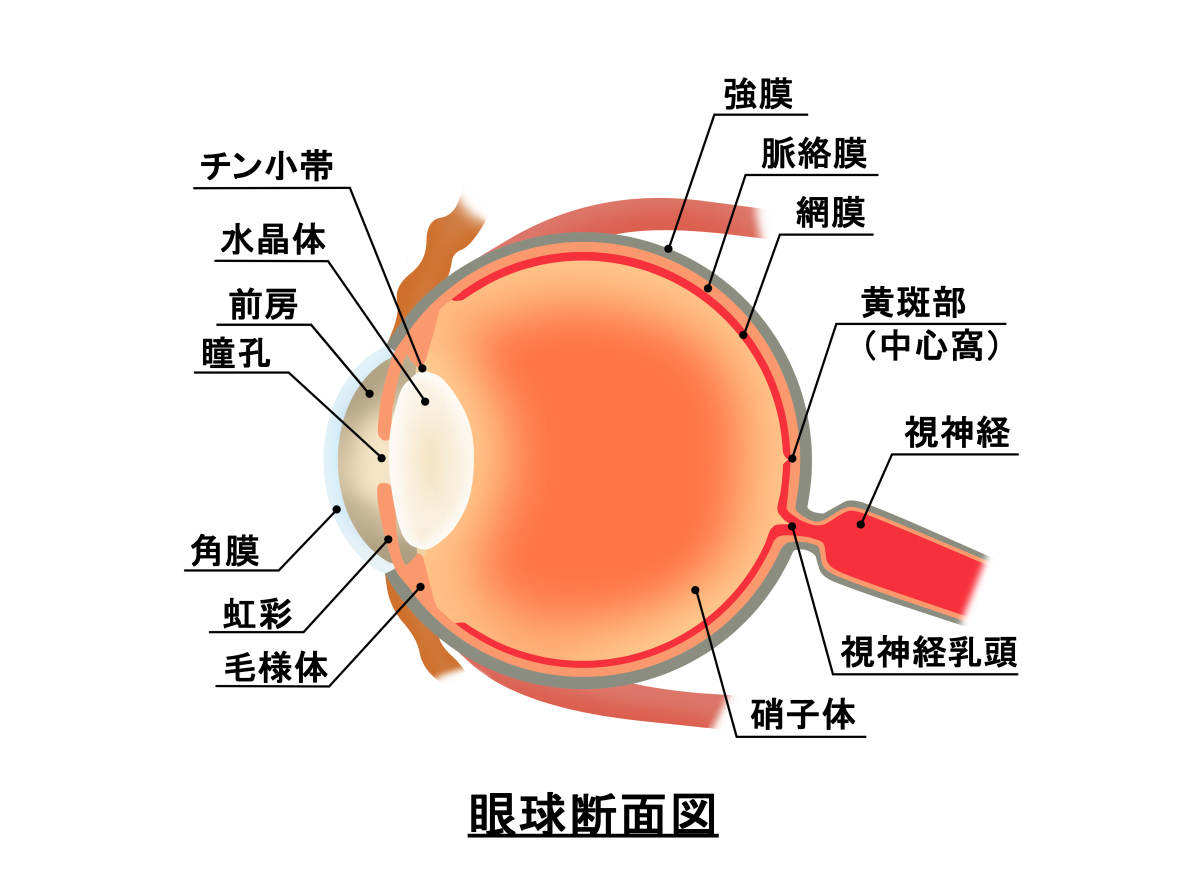 眼睛的结构眼睛的外部