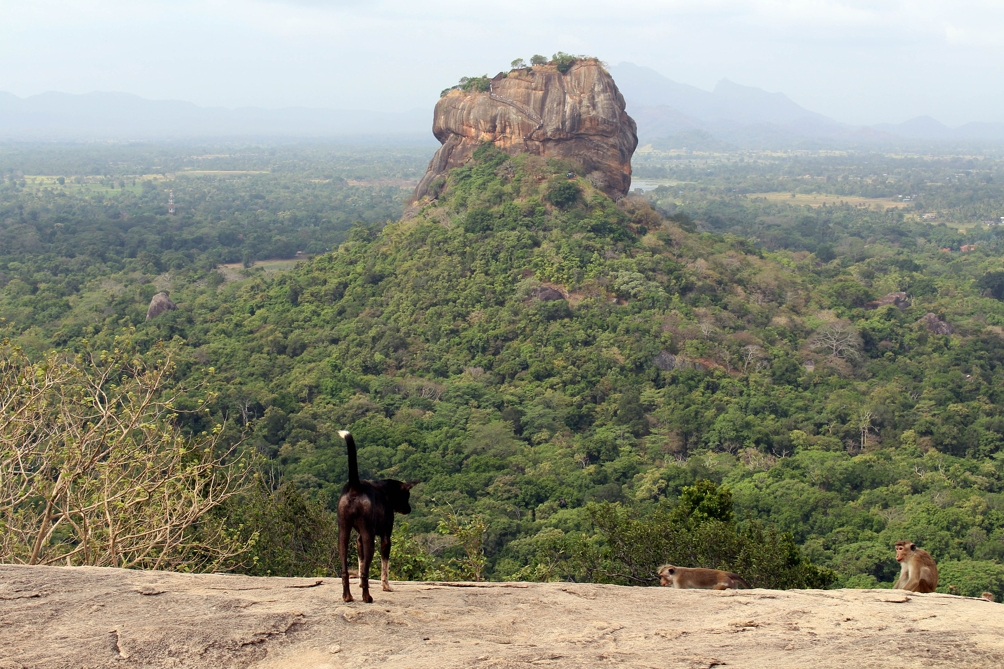 dogs and monkeys enjoying sigiriya - the lion rock-, as seen fro
