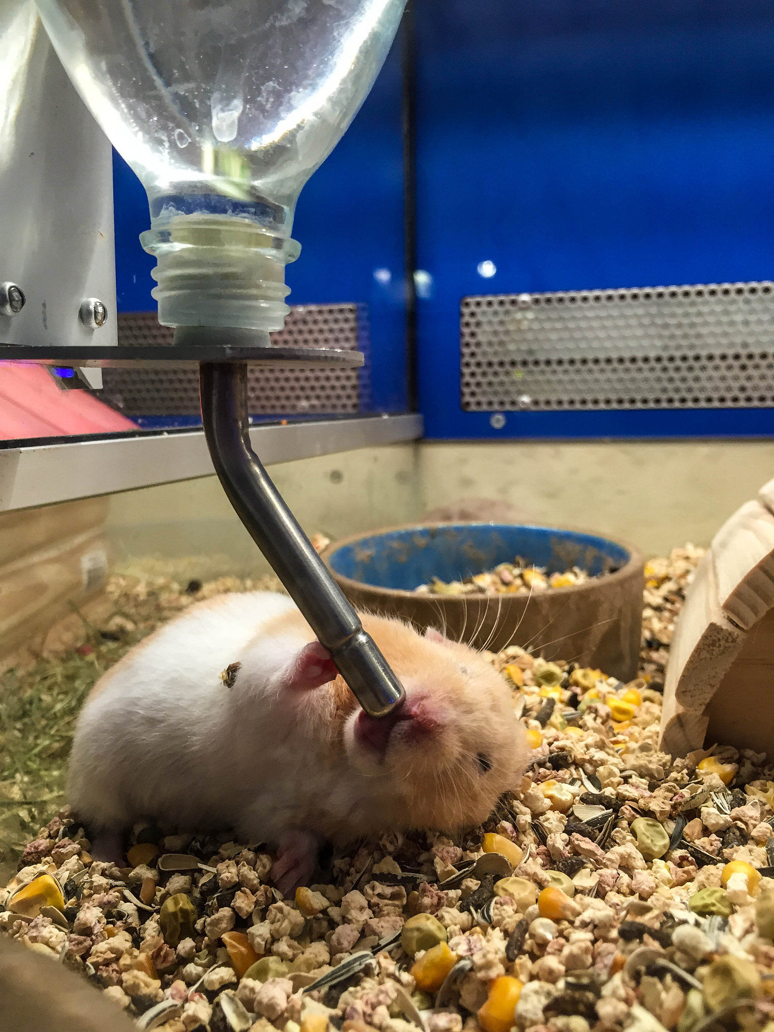 金丝熊趣味视频拍摄指南：打造爆款萌宠短视频