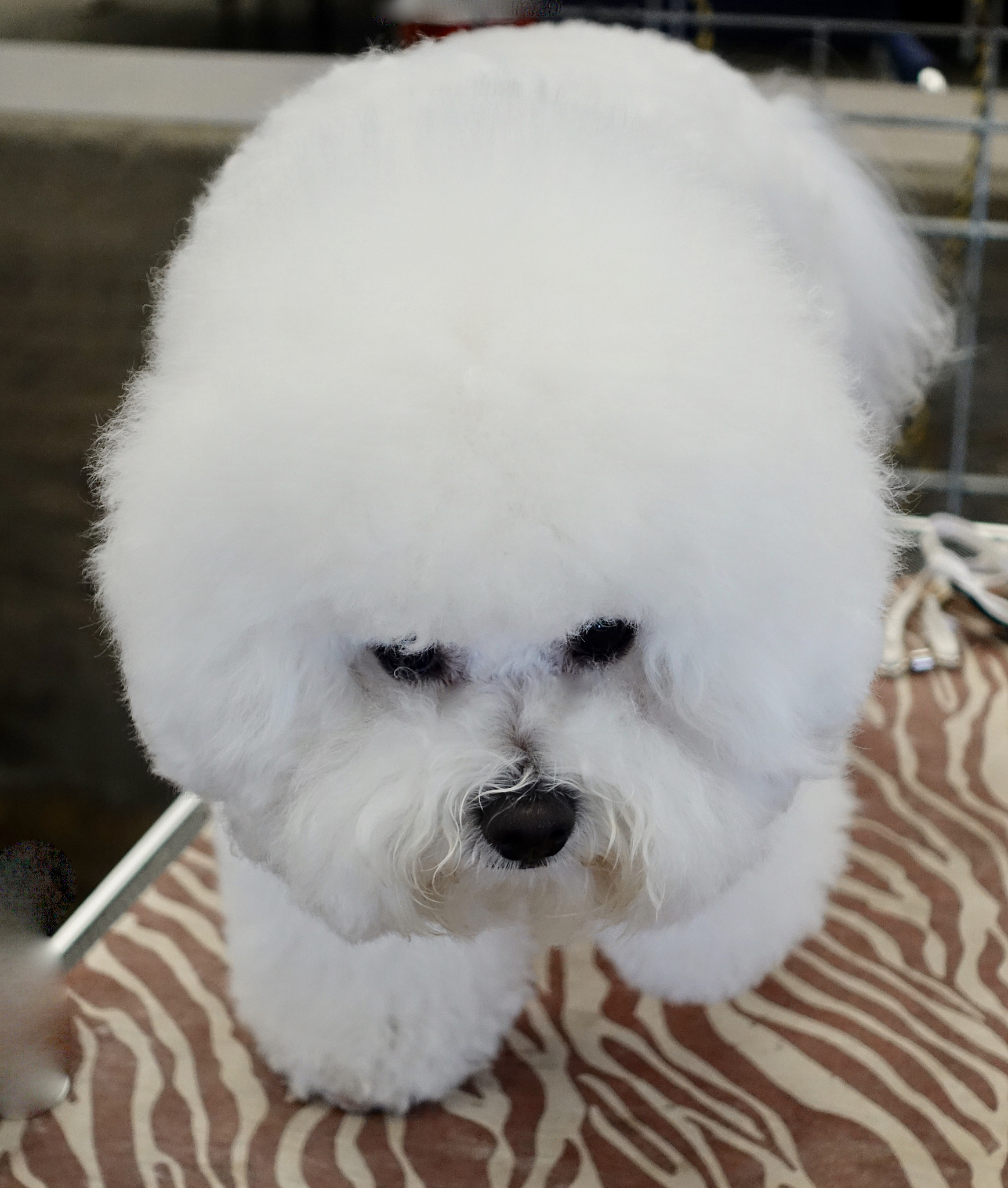 比熊裁耳：对健康和行为的影响？