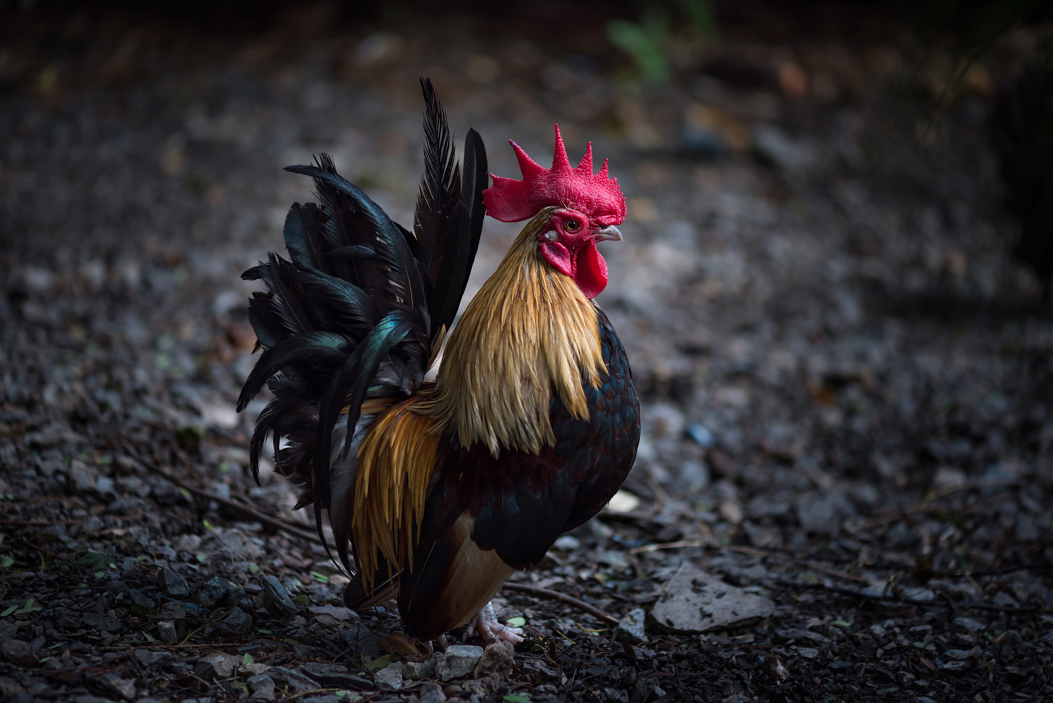beautiful chicken in garden
