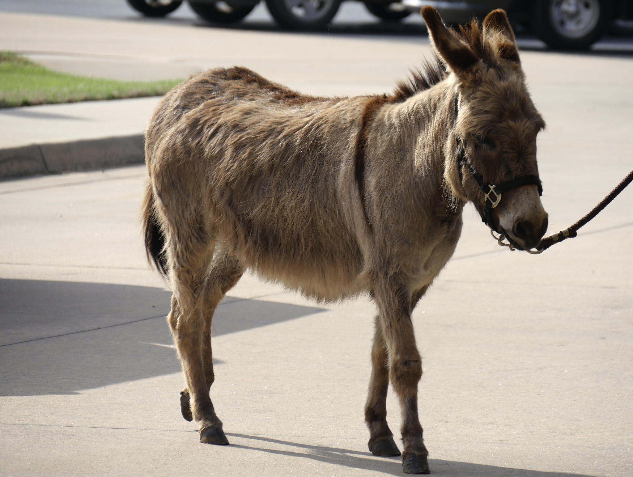 a donkey walks in the parking lot pulled by a leash
