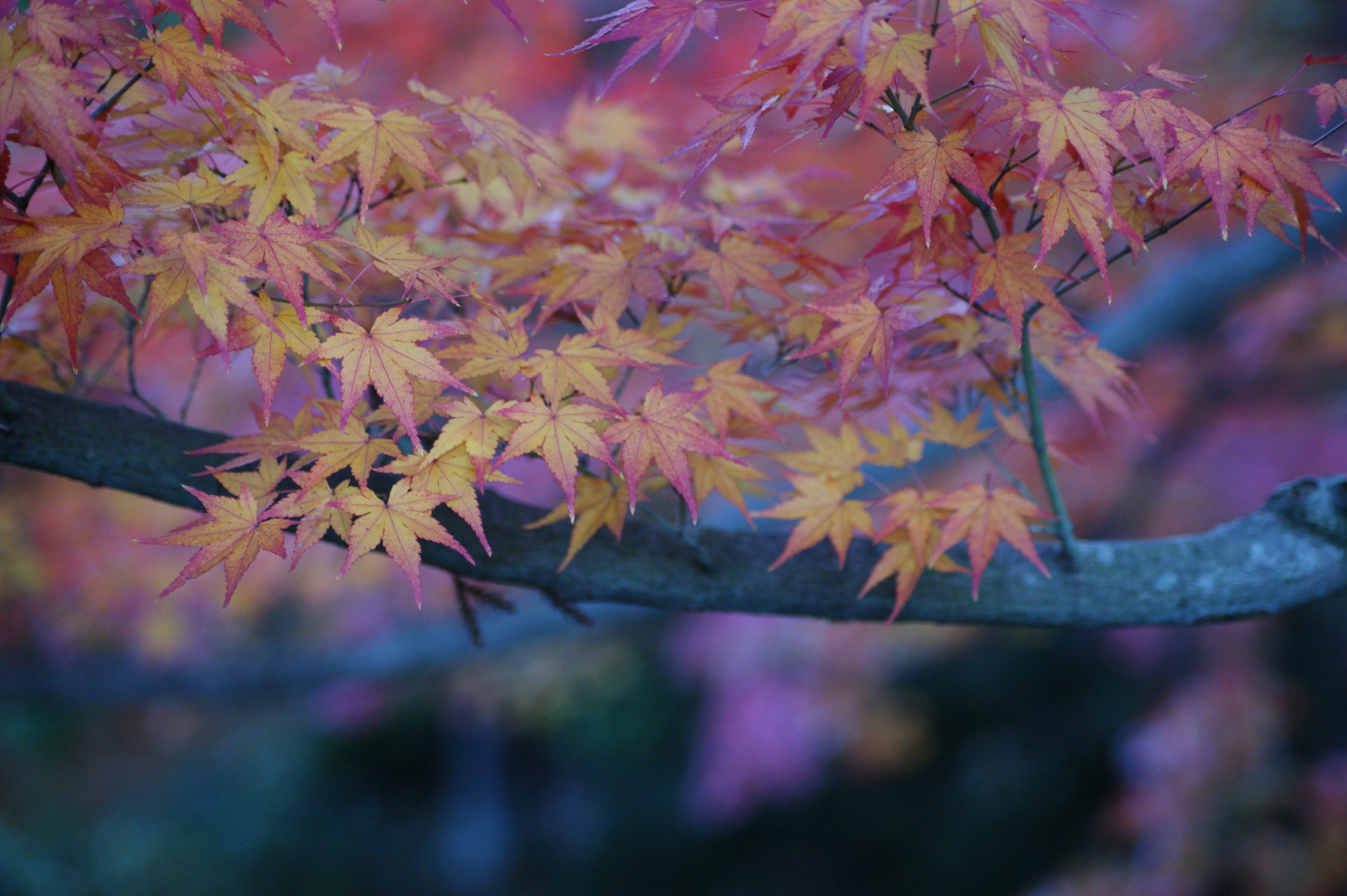秋景七言律诗：红叶飘零，枫林如火