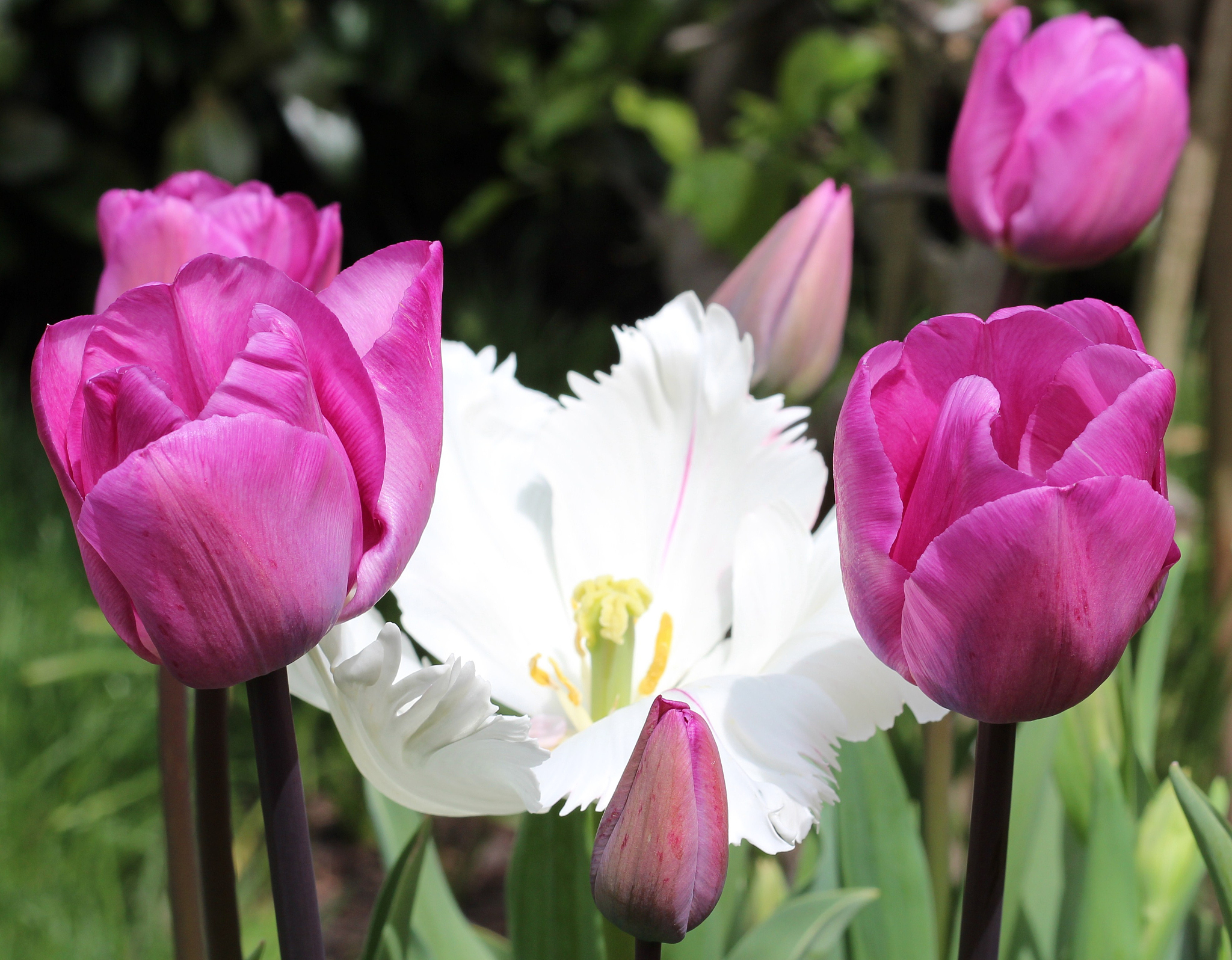 tulips