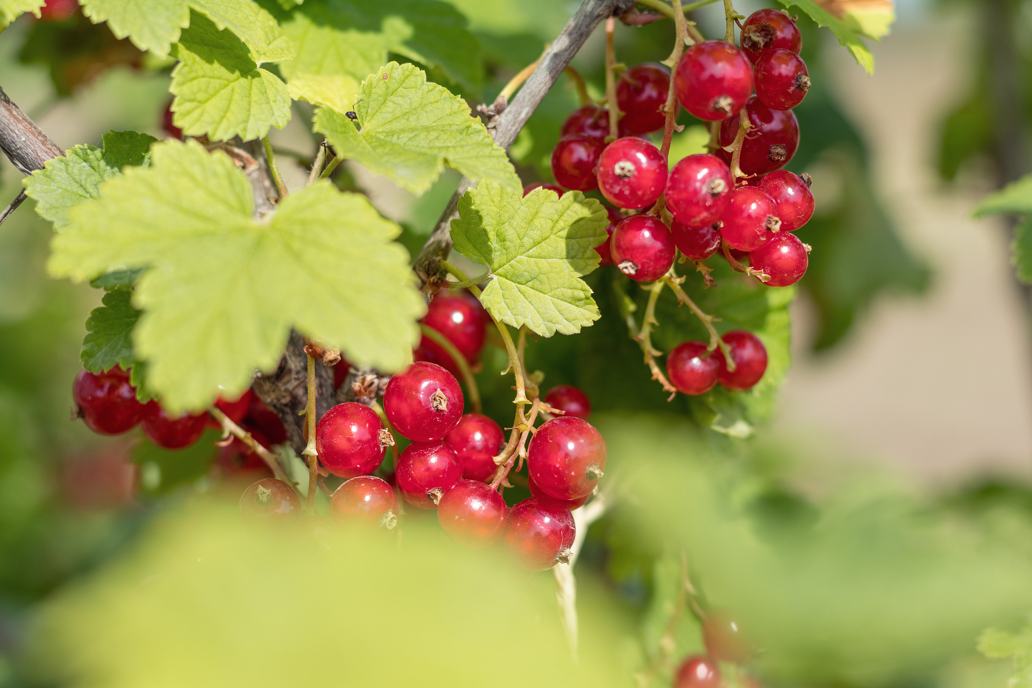 bush of red currant in a garden