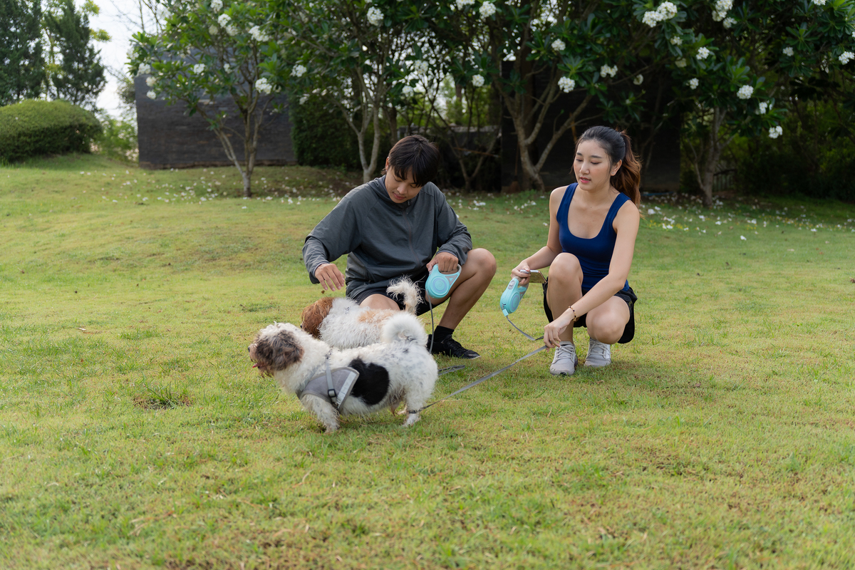 如何改变宠物与主人的互动方式？ 提升宠物生活趣味的10种方法